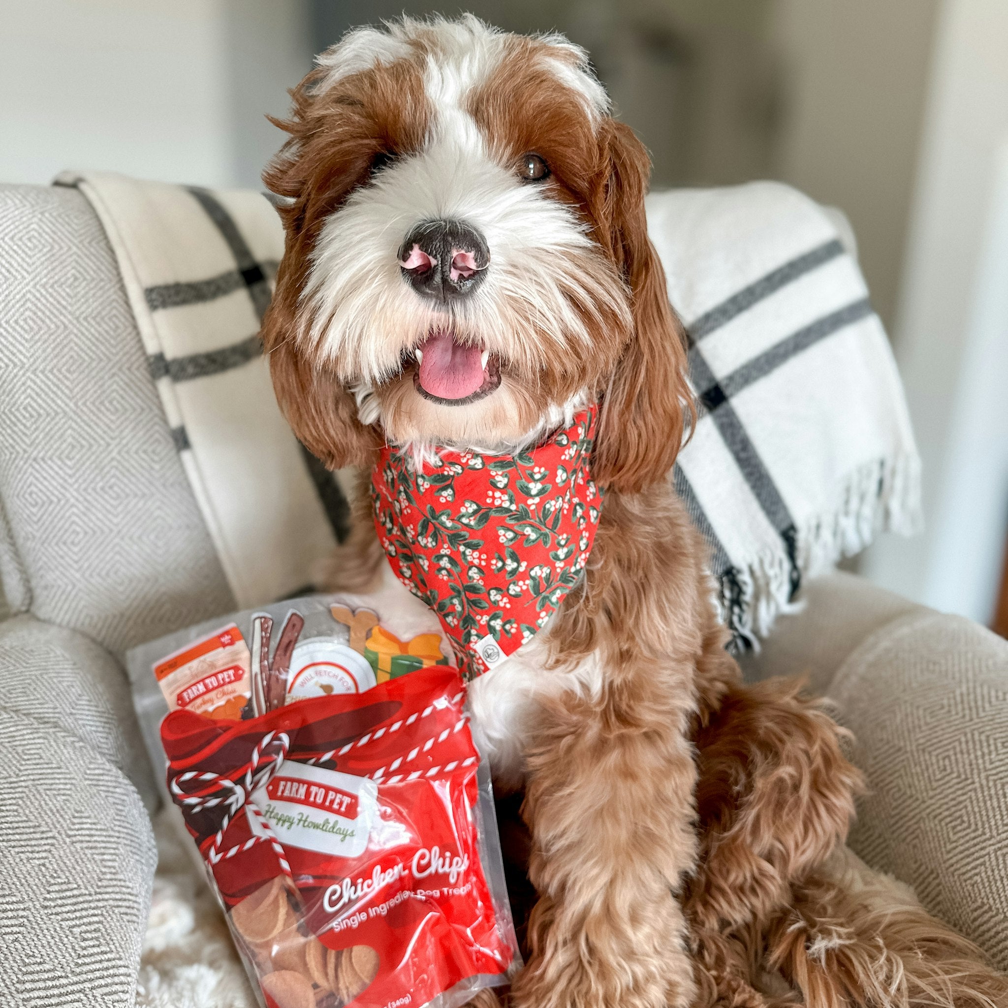 A doodle sitting on a gray chair with a bag of Farm to Pet Holiday Chicken Chips beside him. 