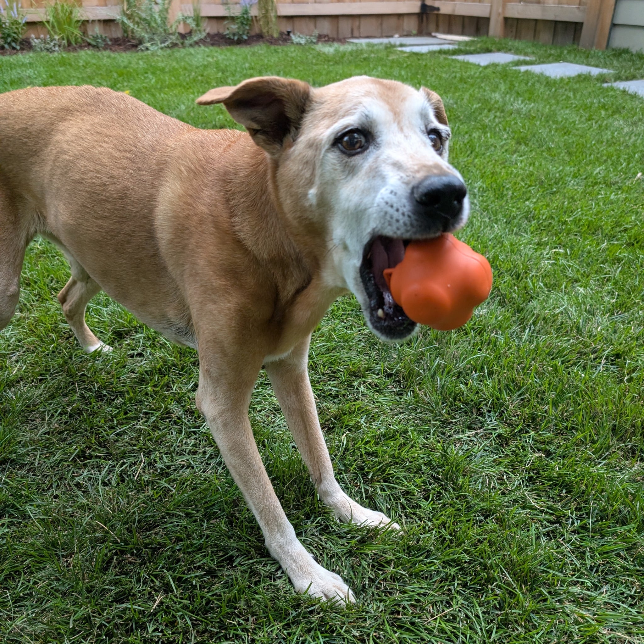 A brown dog playing with a Farm to Pet orange fetch ball on a grassy lawn.