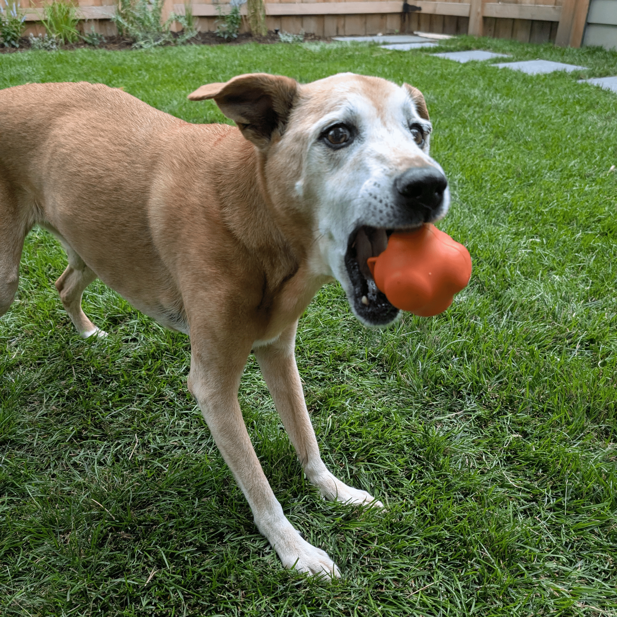Dog with an orange ball in mouth a  Farm to Pet Dog Fetch Ball Crazy Bounce Ball on a grassy lawn