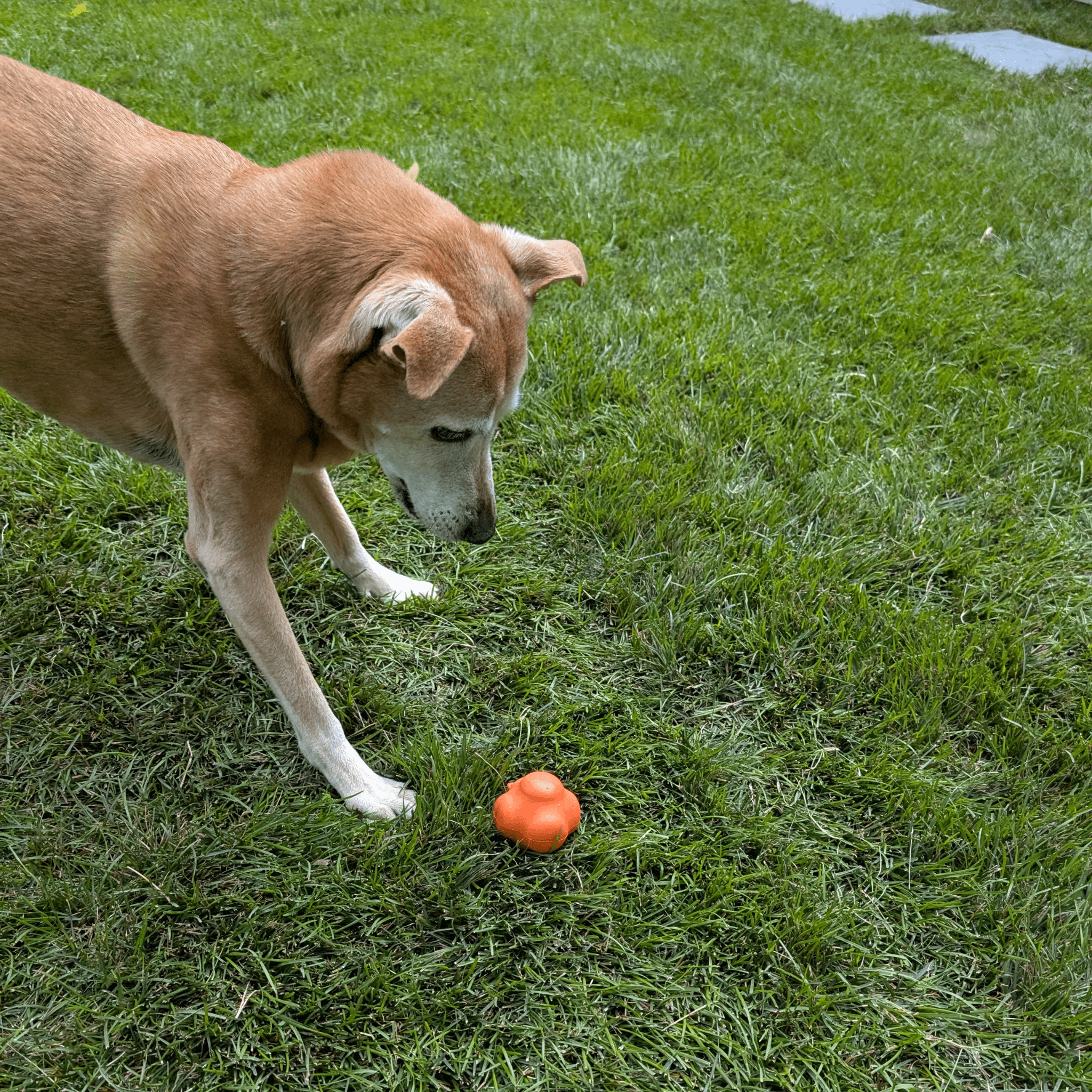 Dog standing on grass next to a Farm to Pet Dog Fetch ball Orange  Crazy Bounce Ball.