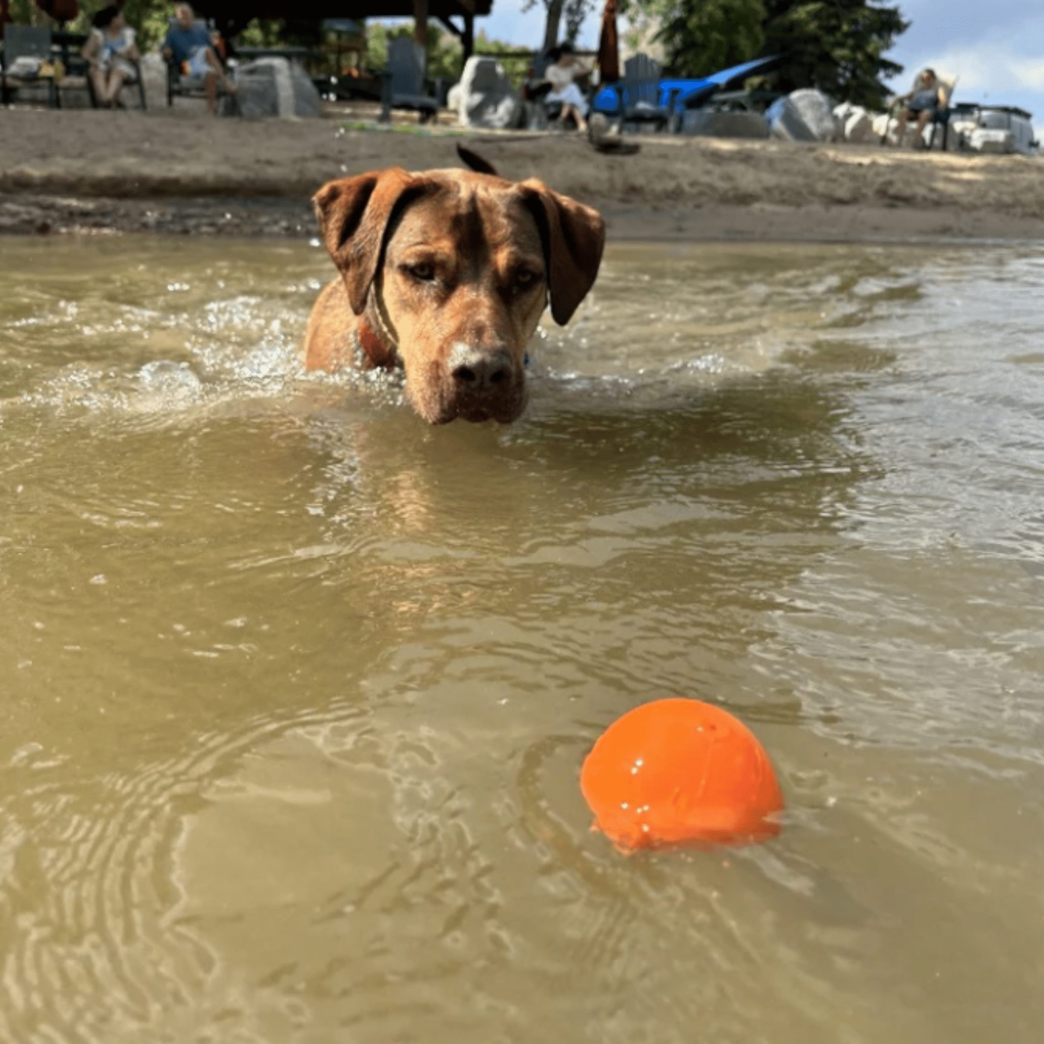 Dog swimming in water with a Farm to Pet Dog Fetch Ball Crazy Bounce orange ball.