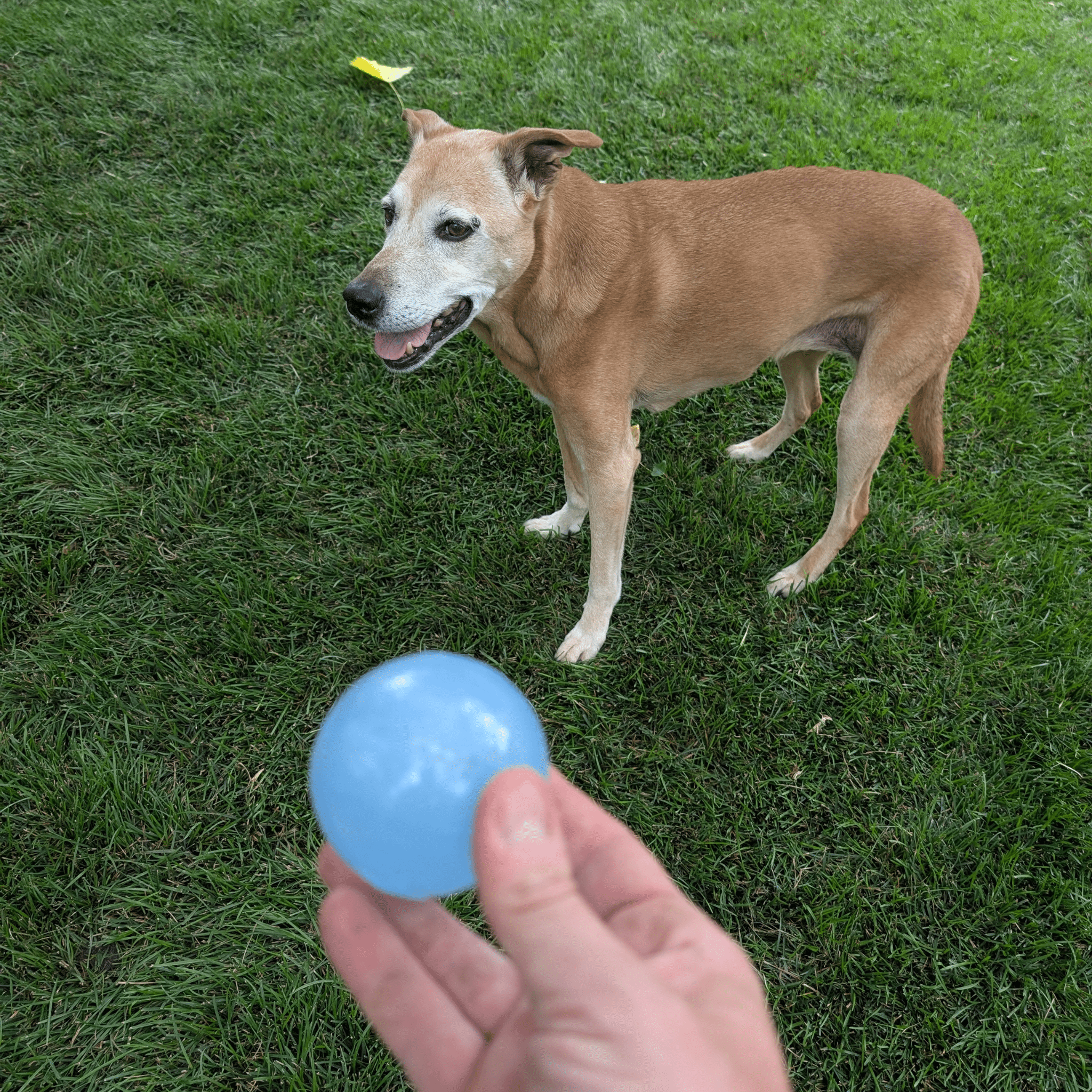 Dog standing on grass with a blue ball from Farm to Pet Dog Fetch Ball Floating Strobe Ball held by a person