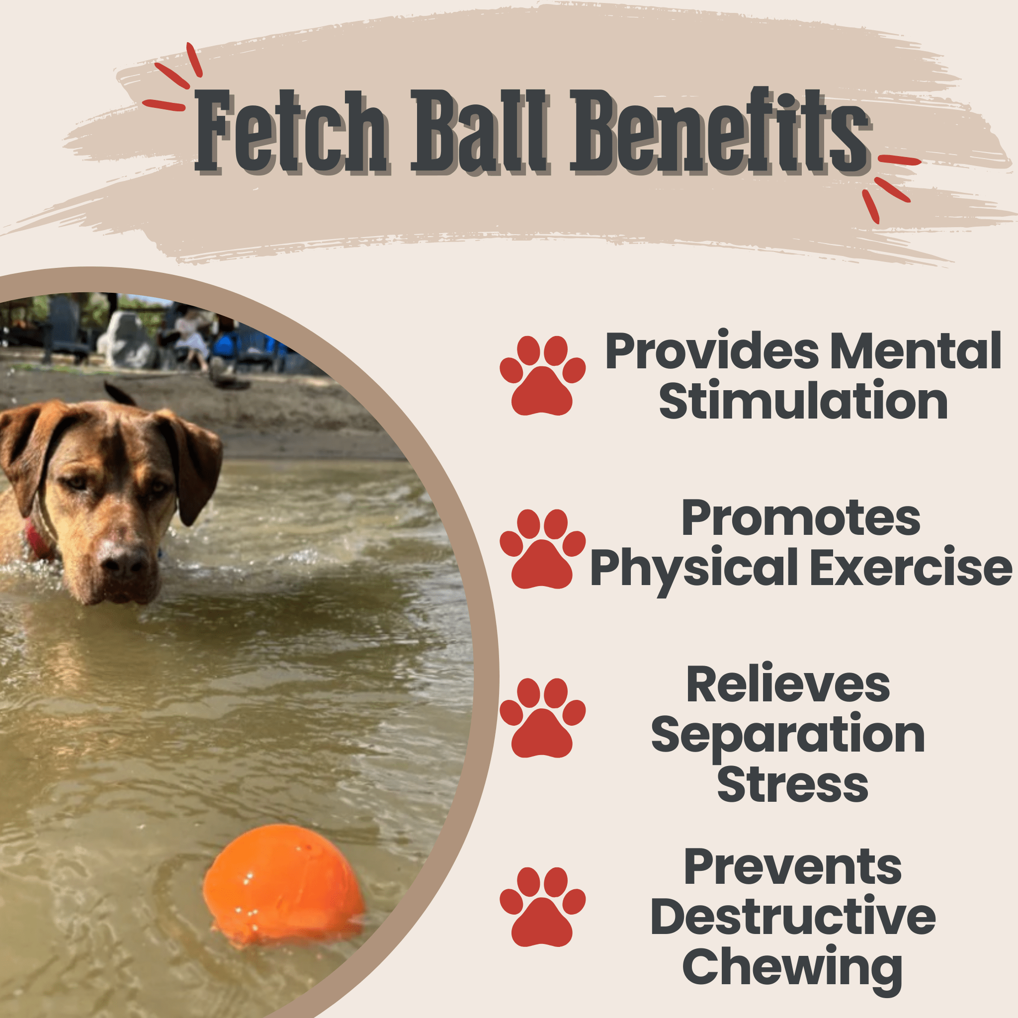 Dog playing with a Farm to Pet Dog Fetch Ball in water, with text listing benefits of fetch ball activities.