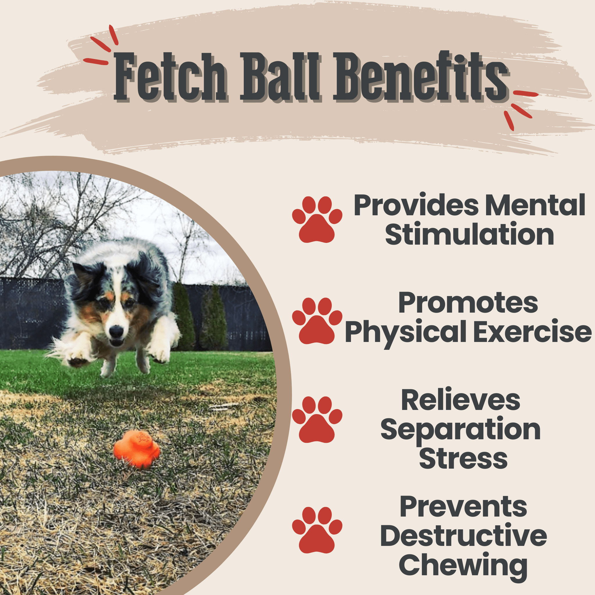 Dog playing fetch with a Farm to Pet Dog Fetch Ball Orange Crazy Bounce Ball text about benefits on a beige background