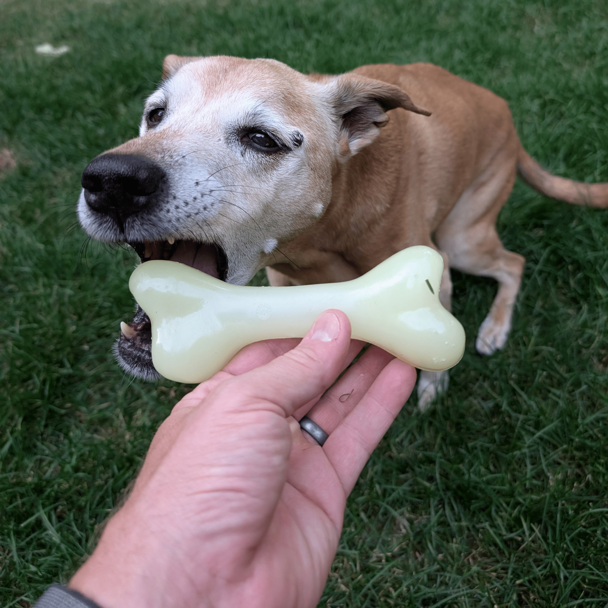 A hand holding a Farm to Pet Dog Treat Dispenser shaped like a bone that glows in the dark in dog's mouth on grass.