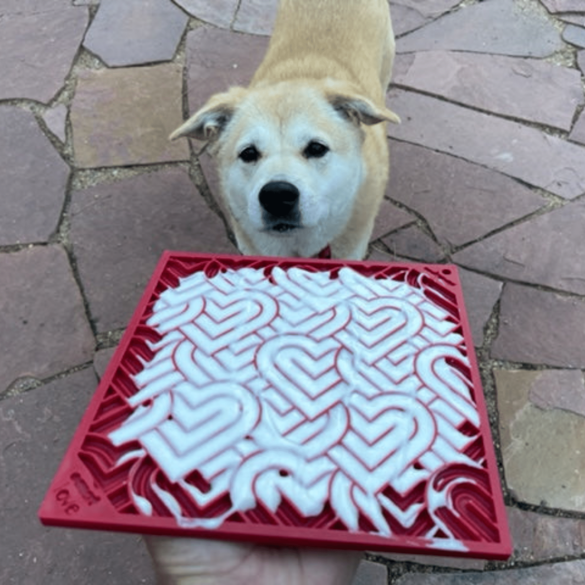 A Dog standing behind a Farm to Pet red heart lick mat with yogurt on a stone pavement.