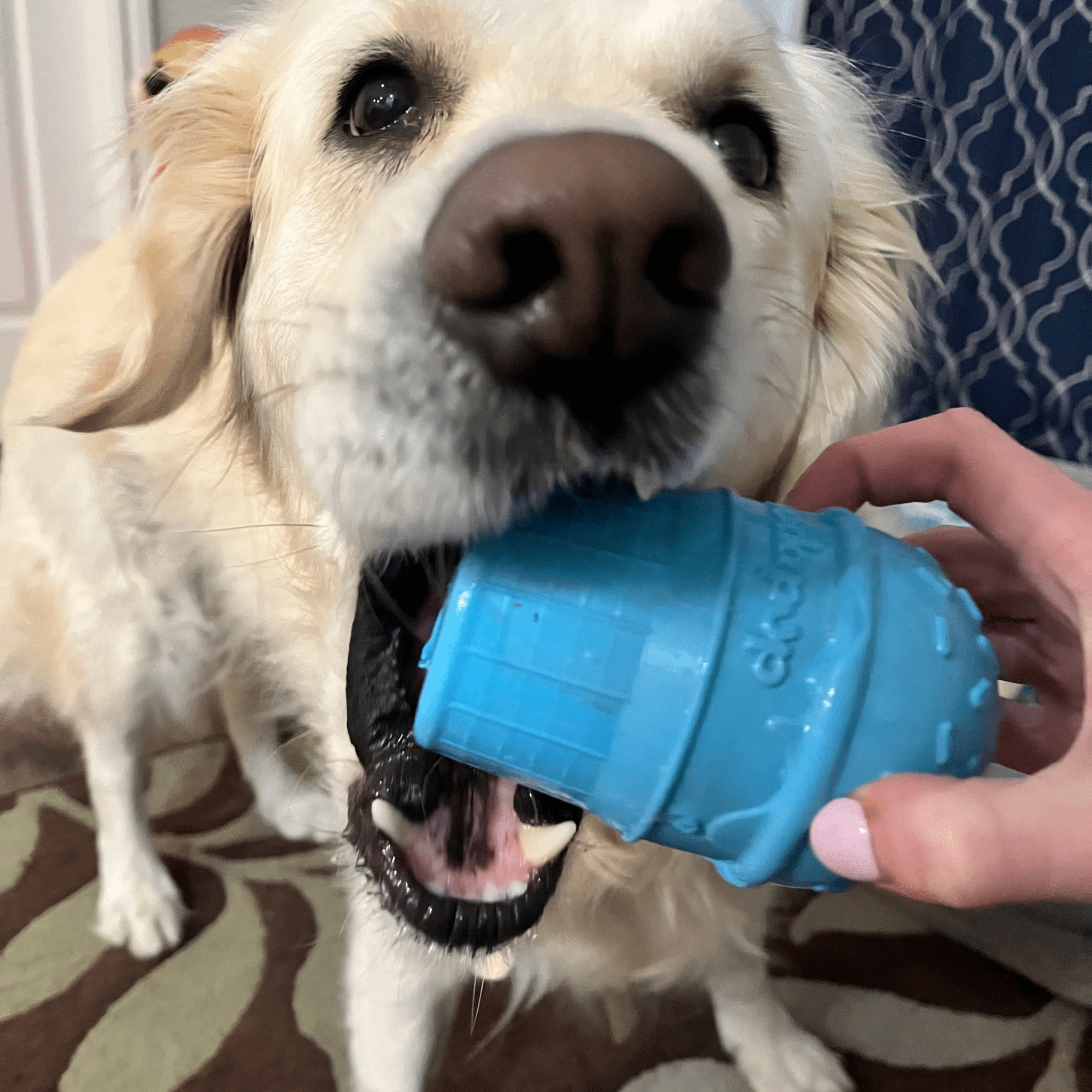 White Dog playing with a Farm to Pet blue ice cream dog treat dispenser held by a person.