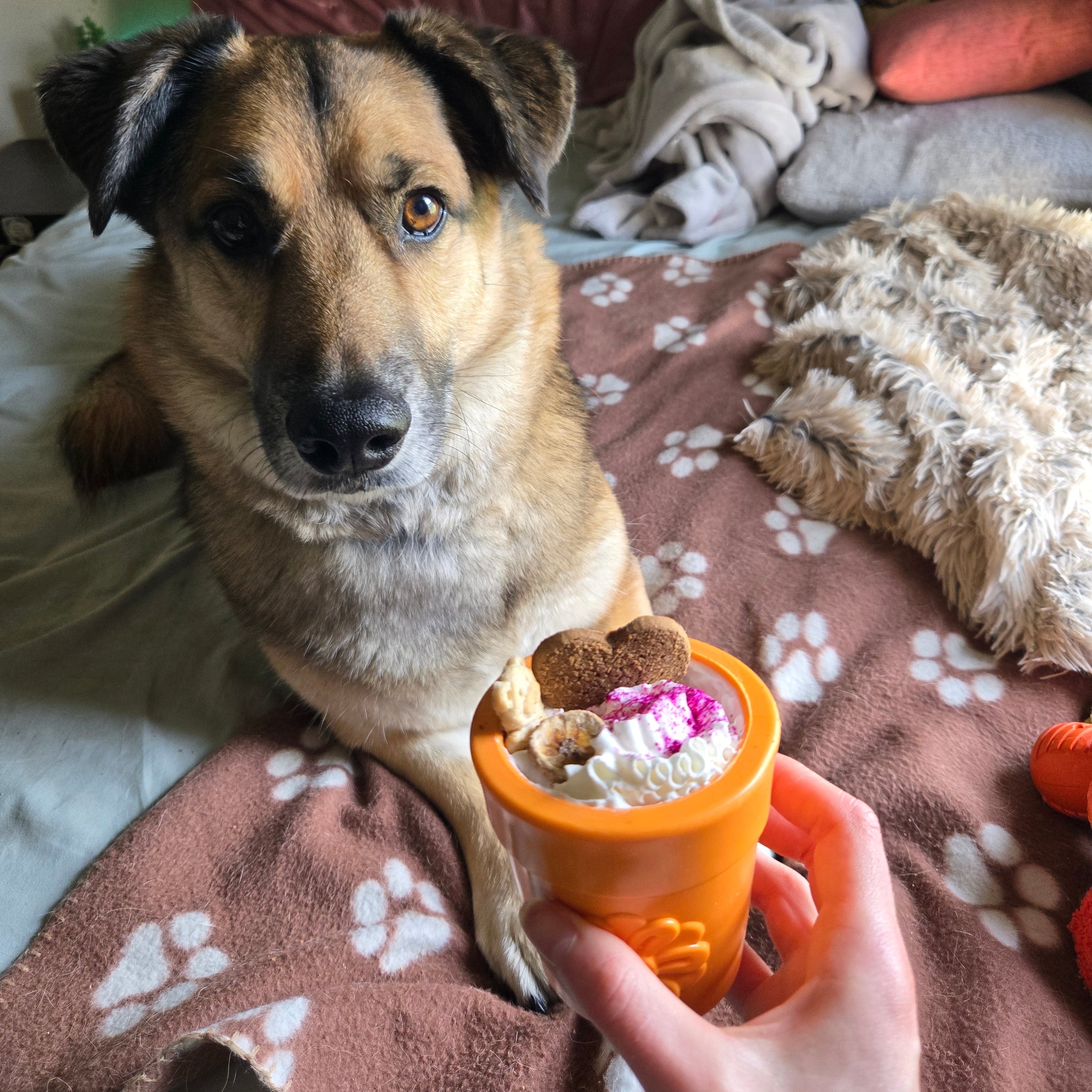 A Dog lying on a bed being fed with  a Farm to Pet dog treat dispenser orange flower pot filled with DIY dog food. 