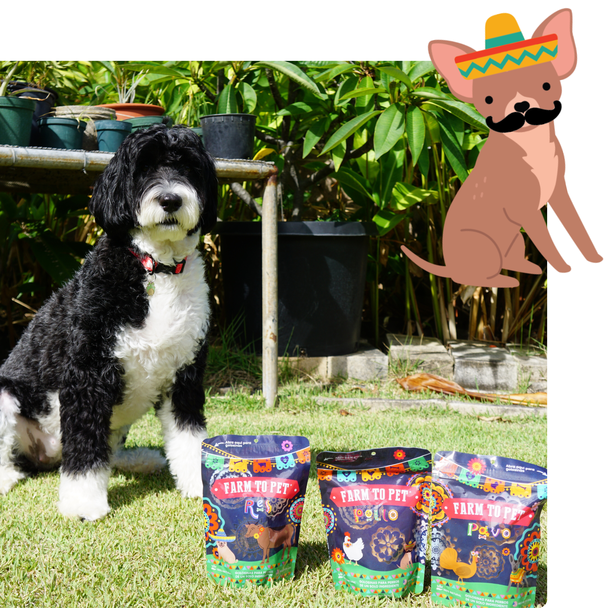A black and white dog standing outdoors with three bags of Farm to Pet dog Fiesta treats. With a cartoon dog in the corner wearing a sombrero and mustache.