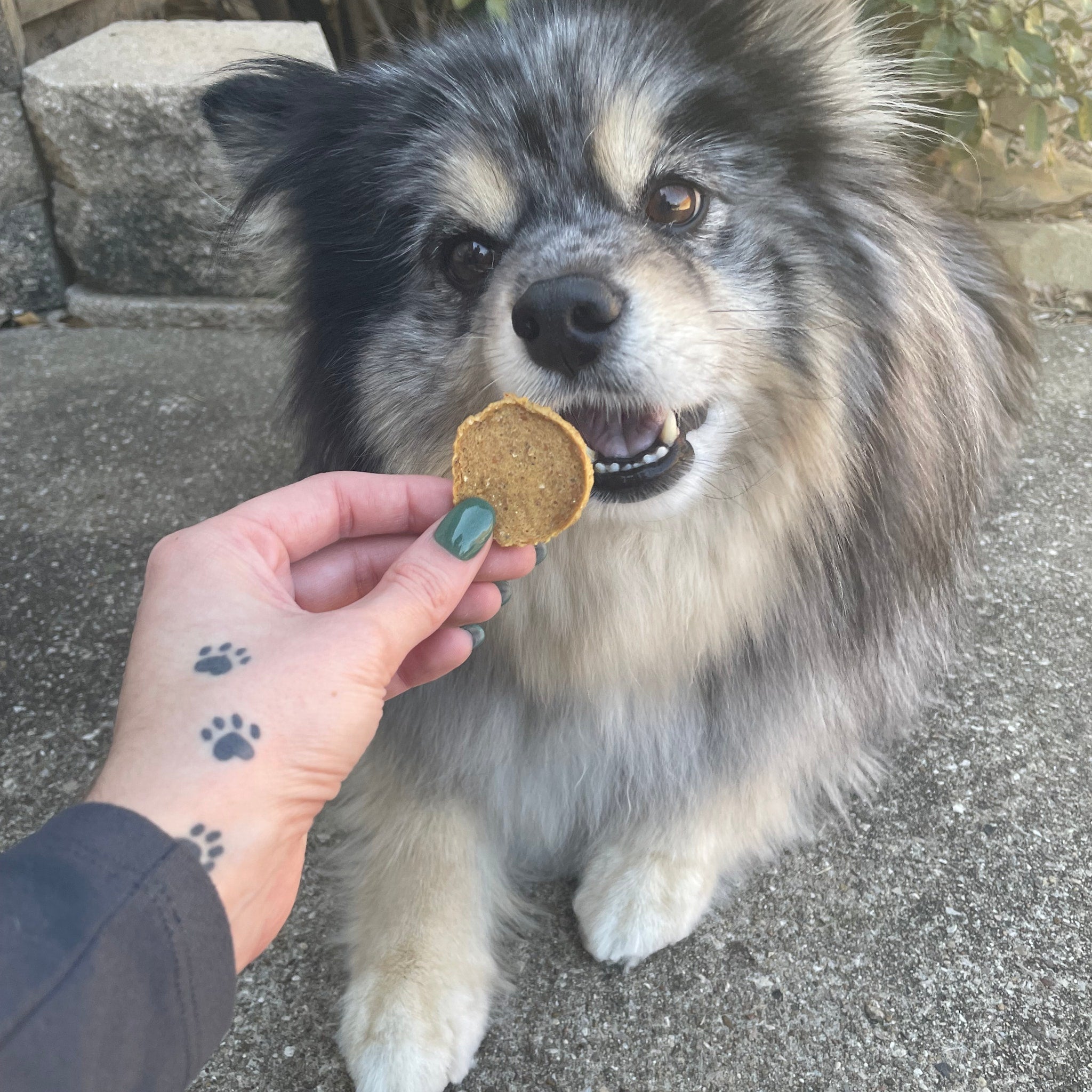 A dog being offered a Farm to Pet Fish Chip dog treat by a person outdoors.