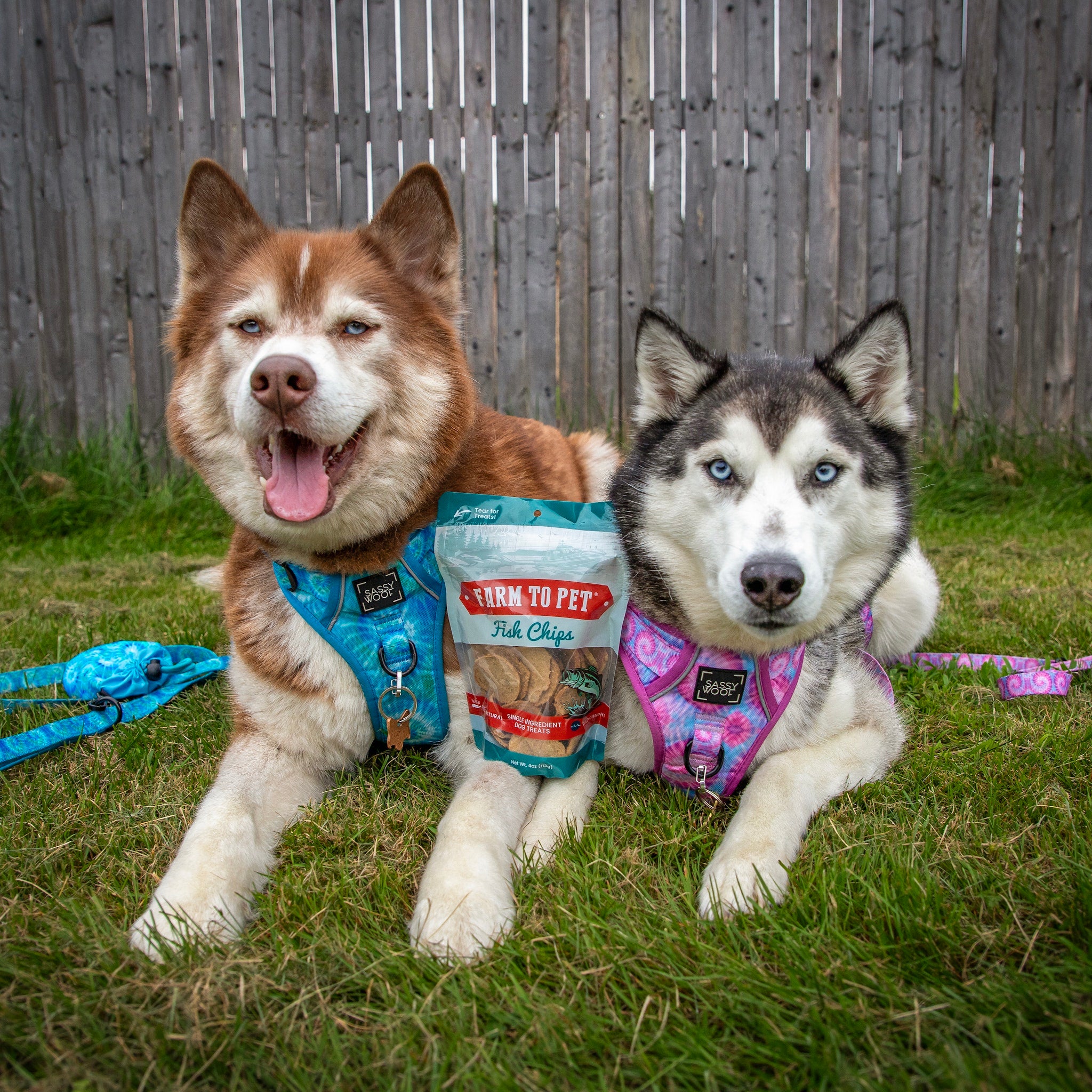 Two Husky dogs laying on the grass with a bag of 'Farm to Pet' fish chips between them.