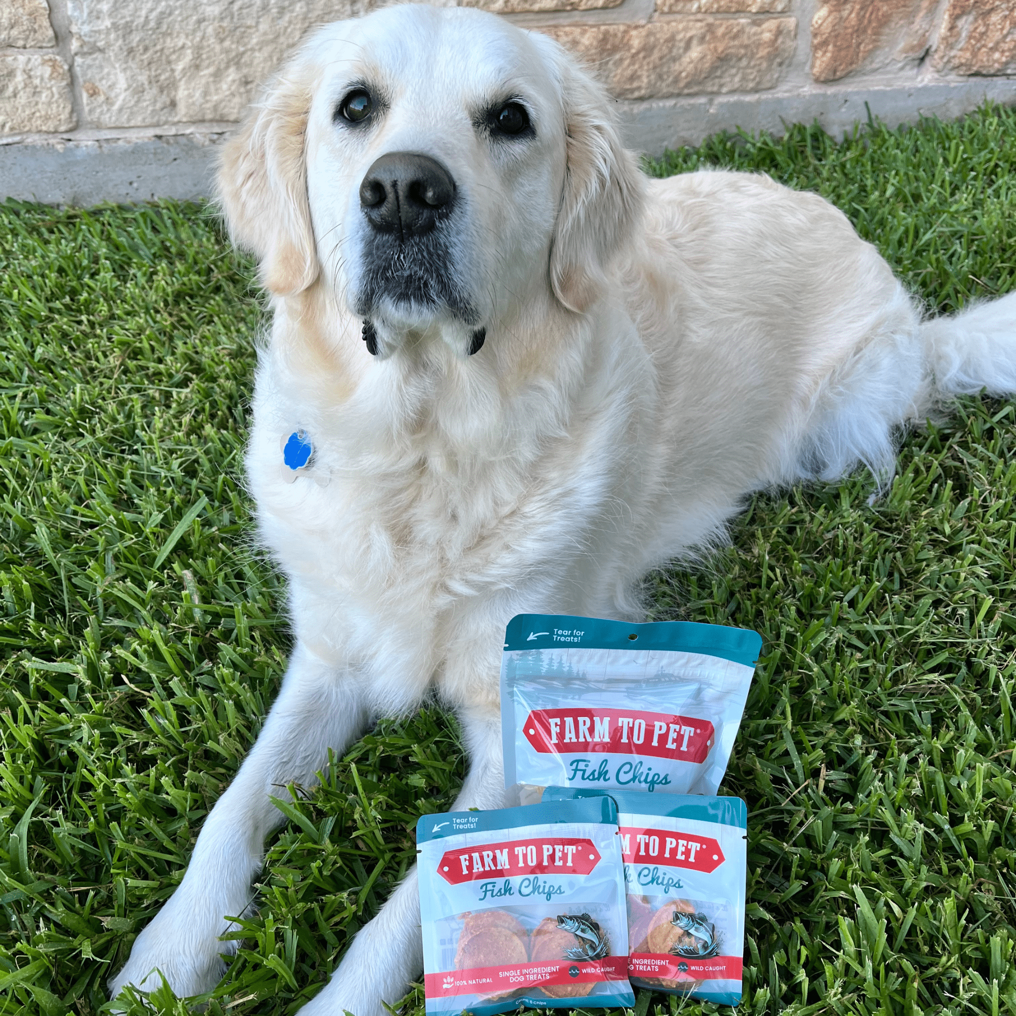A white dog laying on the grass with Farm to Pet fish chip packages.