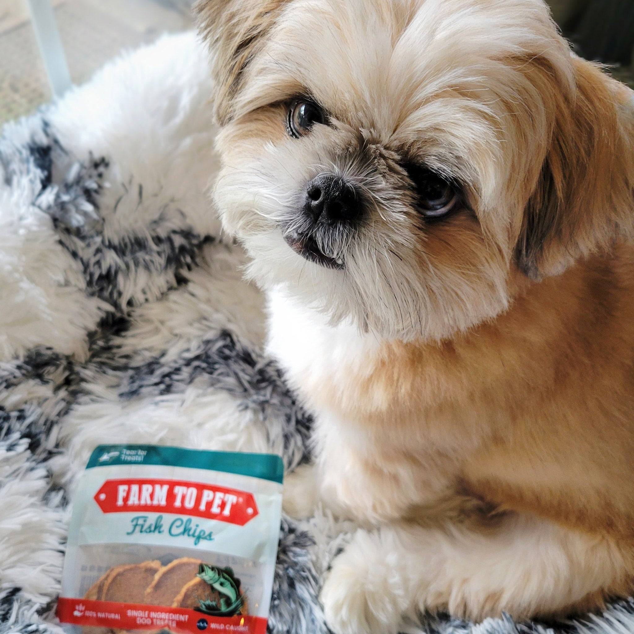A small dog sitting next to a package of 'Farm to Pet' fish chips snack pack on a white and black blanket.