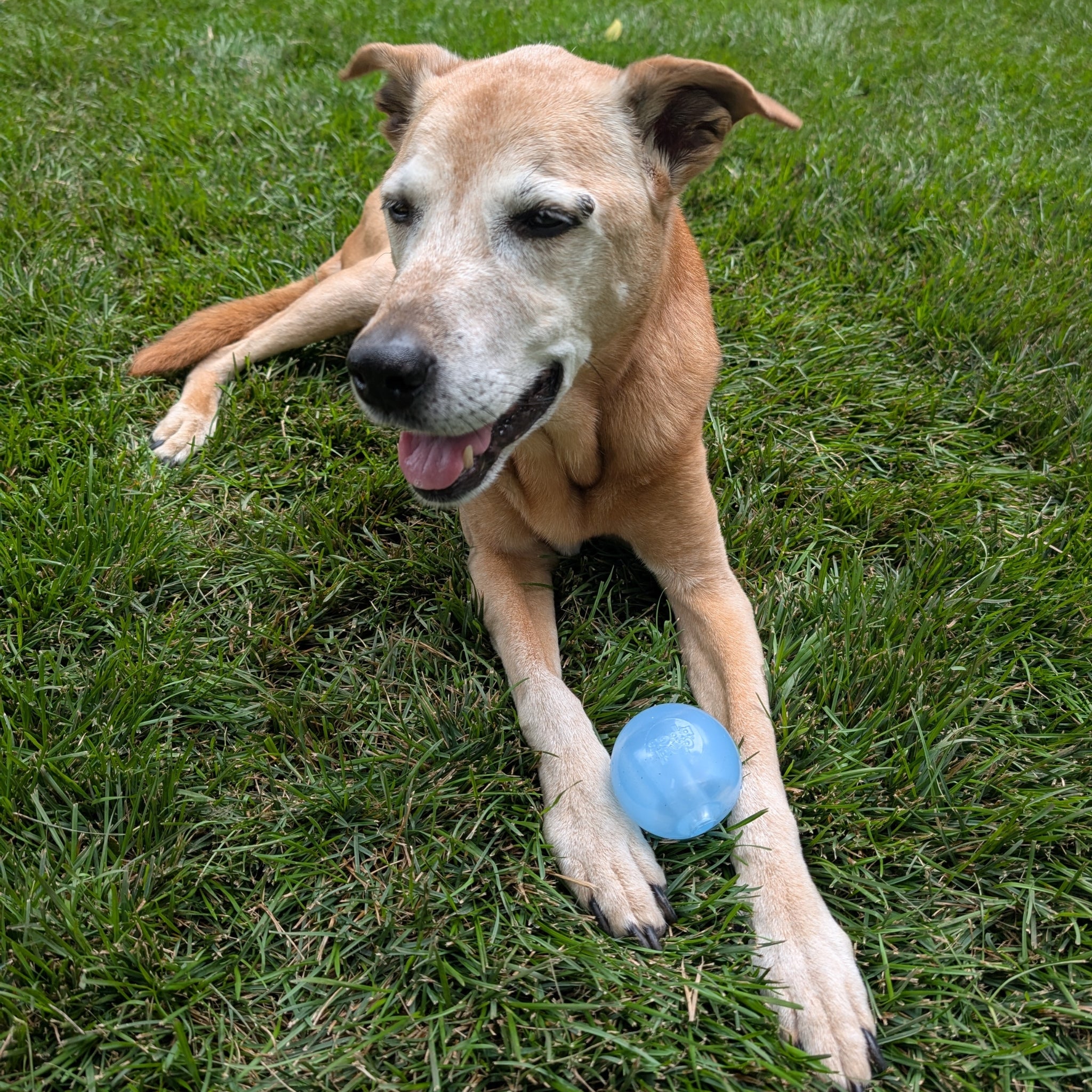 A brown dog playing with a Farm to Pet Blue Fetch Ball ball on grass.
