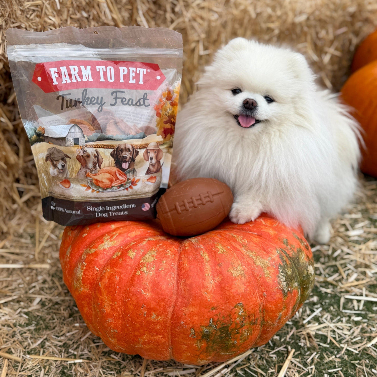 A white Pomeranian on a pumpkin holding a football treat dispenser next to a bag of Farm to Pet Turkey Feast Chips.