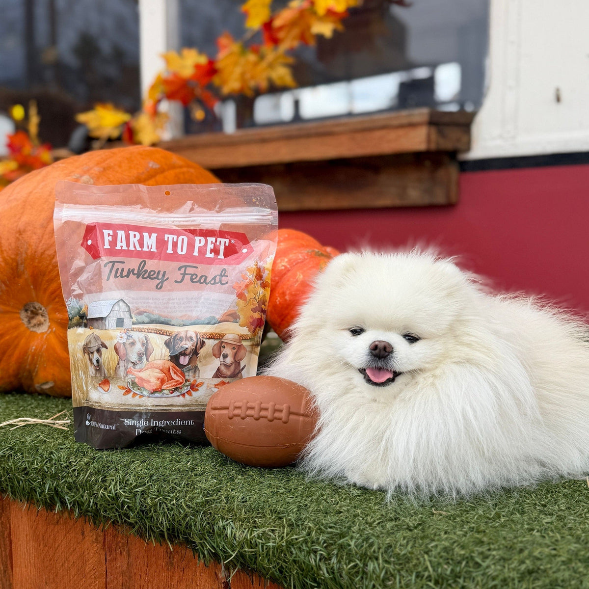 A fluffy white Pomeranian with a football treat dispenser and a bag of Farm to Pet Turkey Feast Chips in a fall setting.