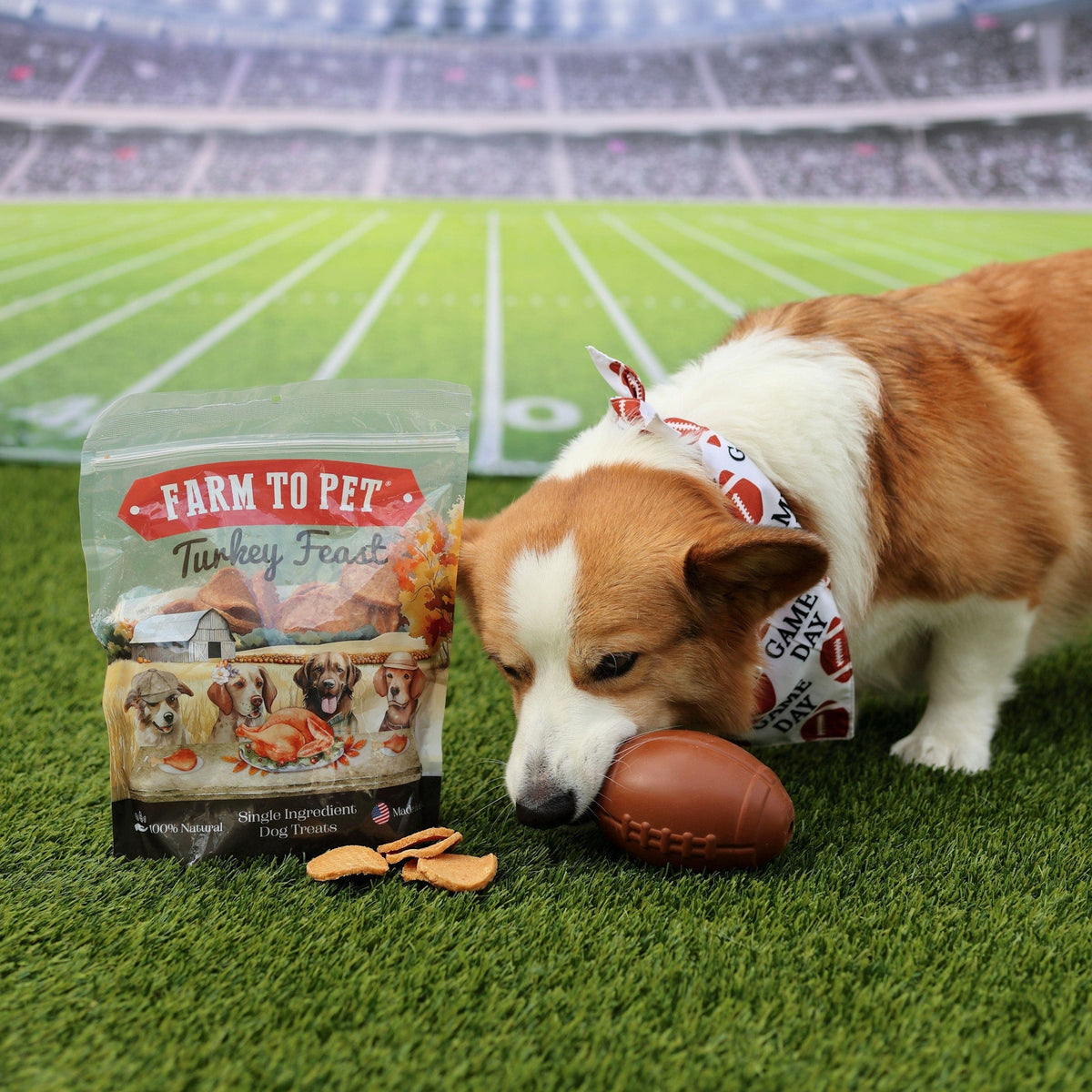 A corgi in a Game Day bandana playing with a football treat dispenser next to Farm to Pet Turkey Feast Chips.
