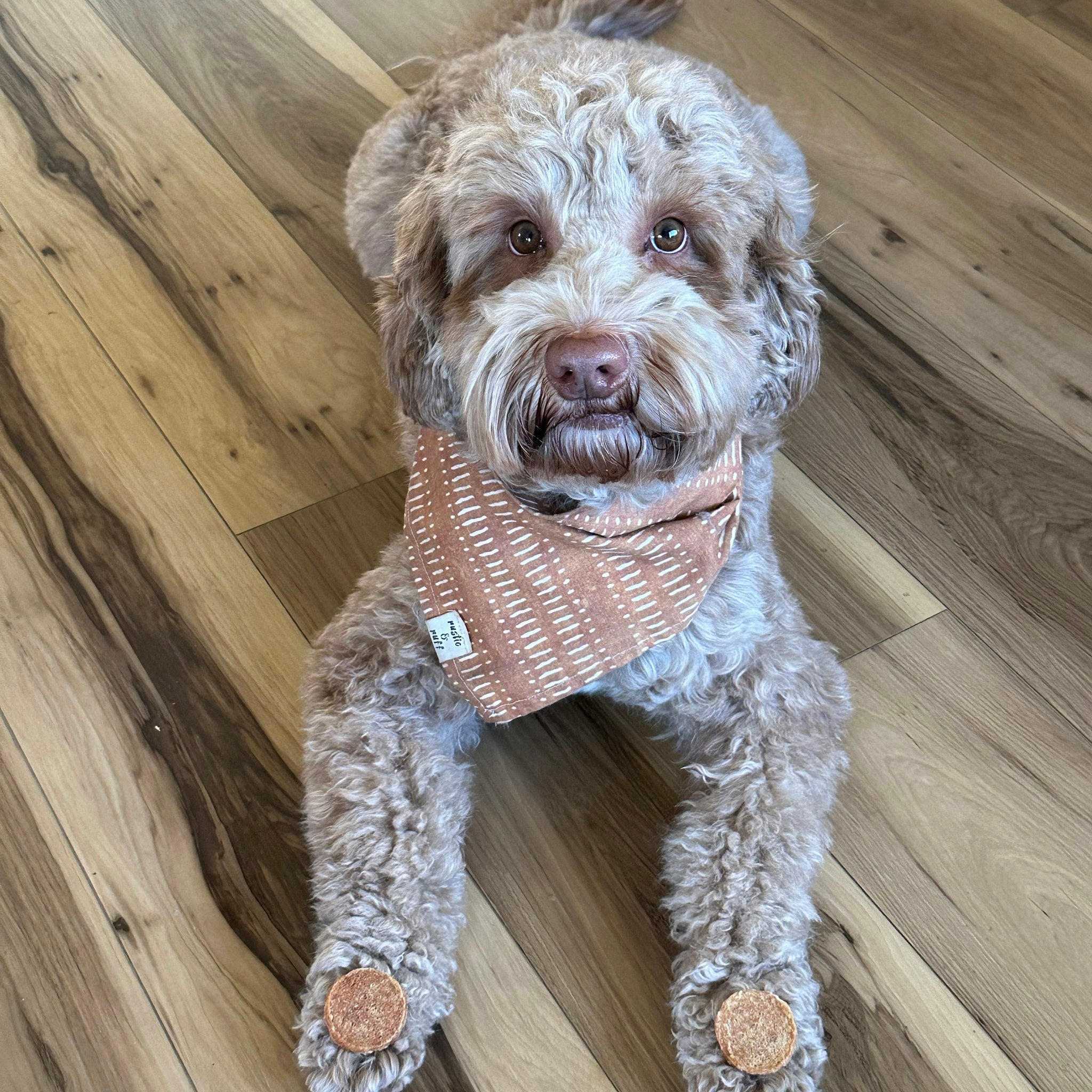 A brown dog laying on a wooden floor wearing a bandana. the dog has  Farm to Pet chips on each paw. 