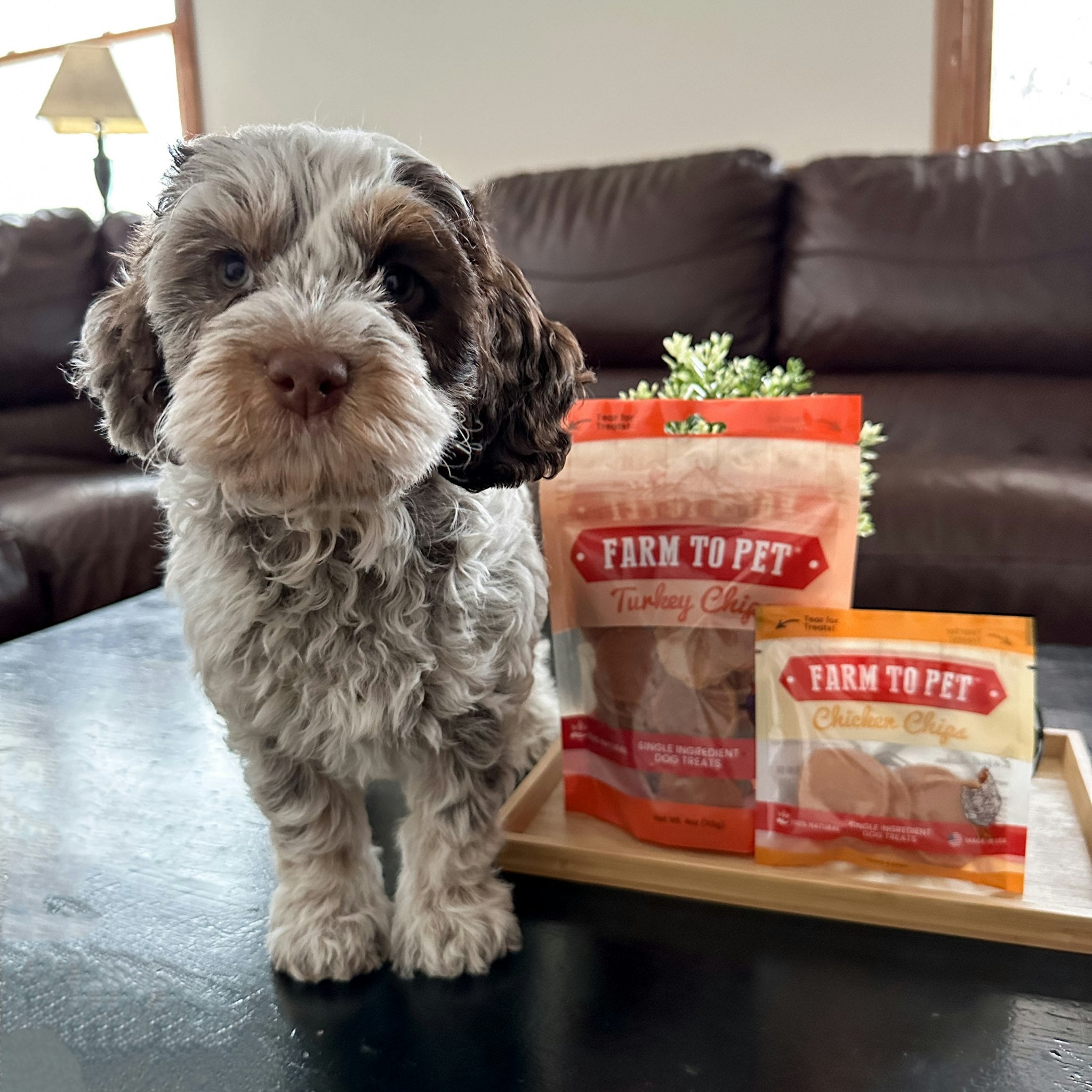 A small dog standing on a coffee table in a living room with Farm to Pet Turkey and Chicken Chips bags on a wooden tray net to it. 