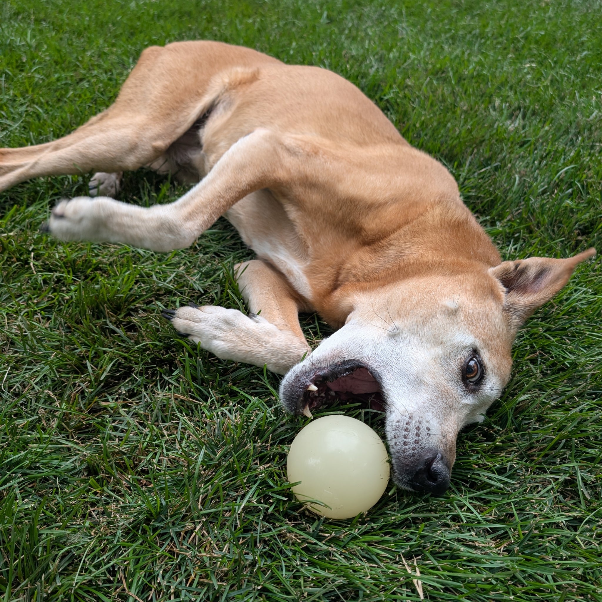 A brown dog playing with a Farm to Pet fetch ball on grass.