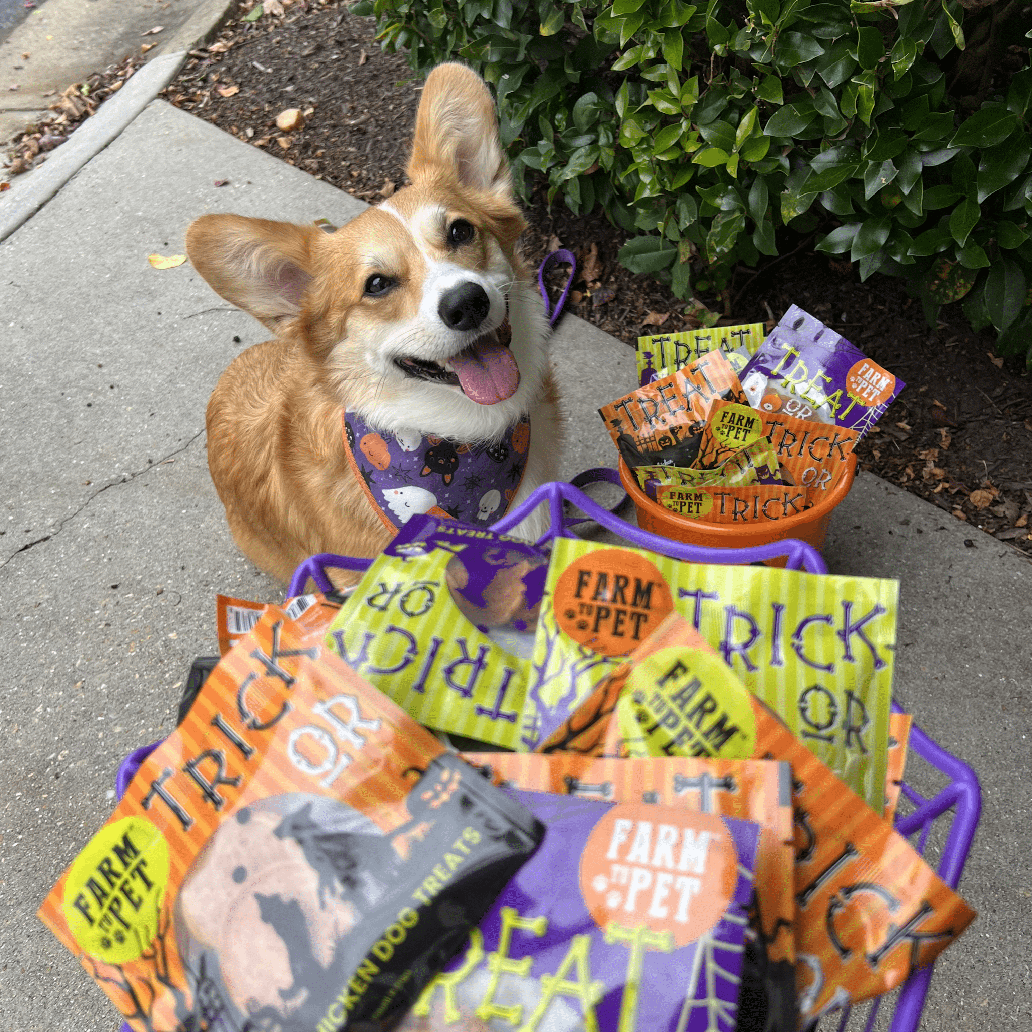 Corgi dog with a cart full of Halloween-themed Farm to Pet Halloween snack pack  treats on a sidewalk.
