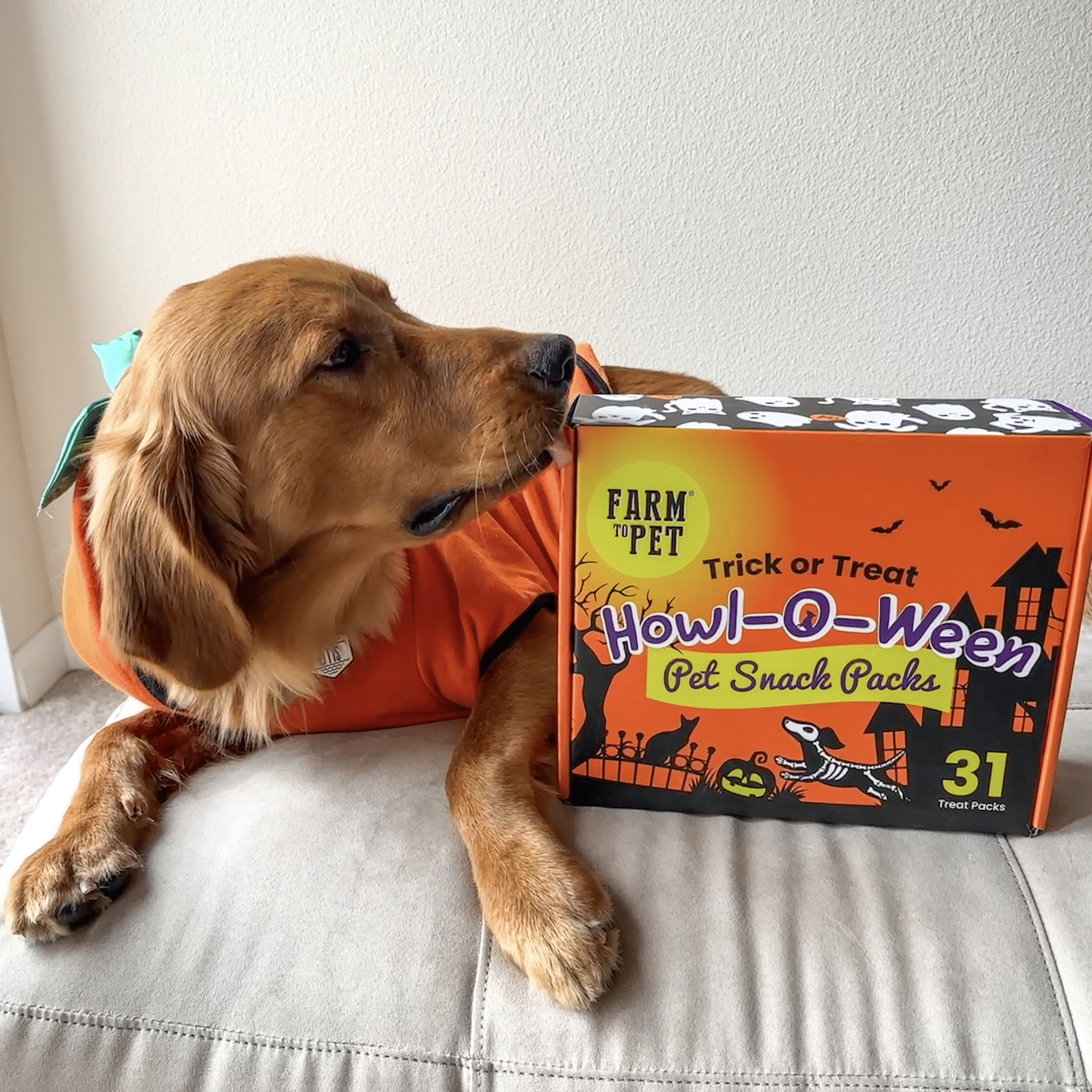 A Dog in an orange costume next to a Halloween-themed Farm to Pet  snack box on a light-colored surface. Closed 