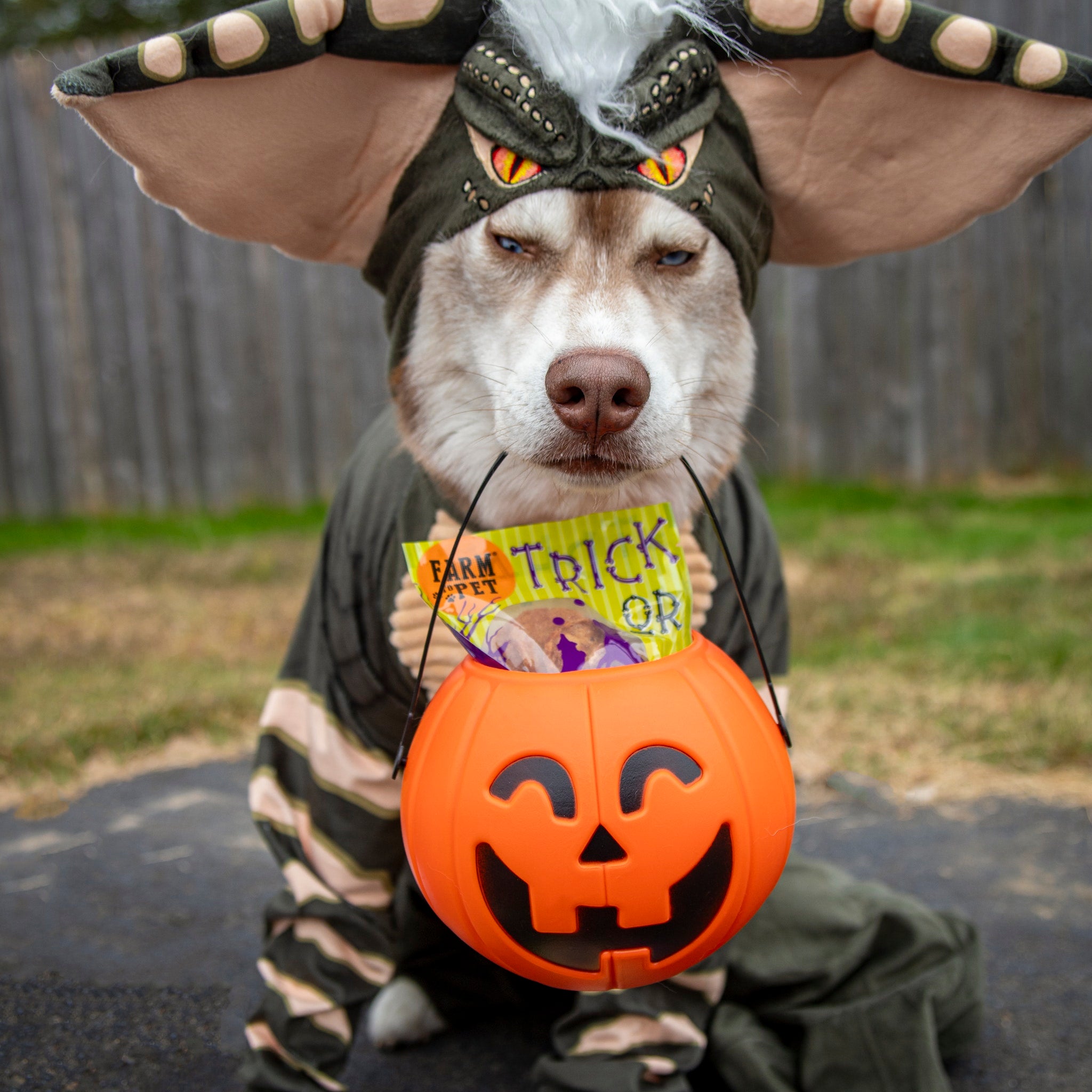 Dog in Halloween costume with a pumpkin basket full of Farm to Pet Snack Pack treats.