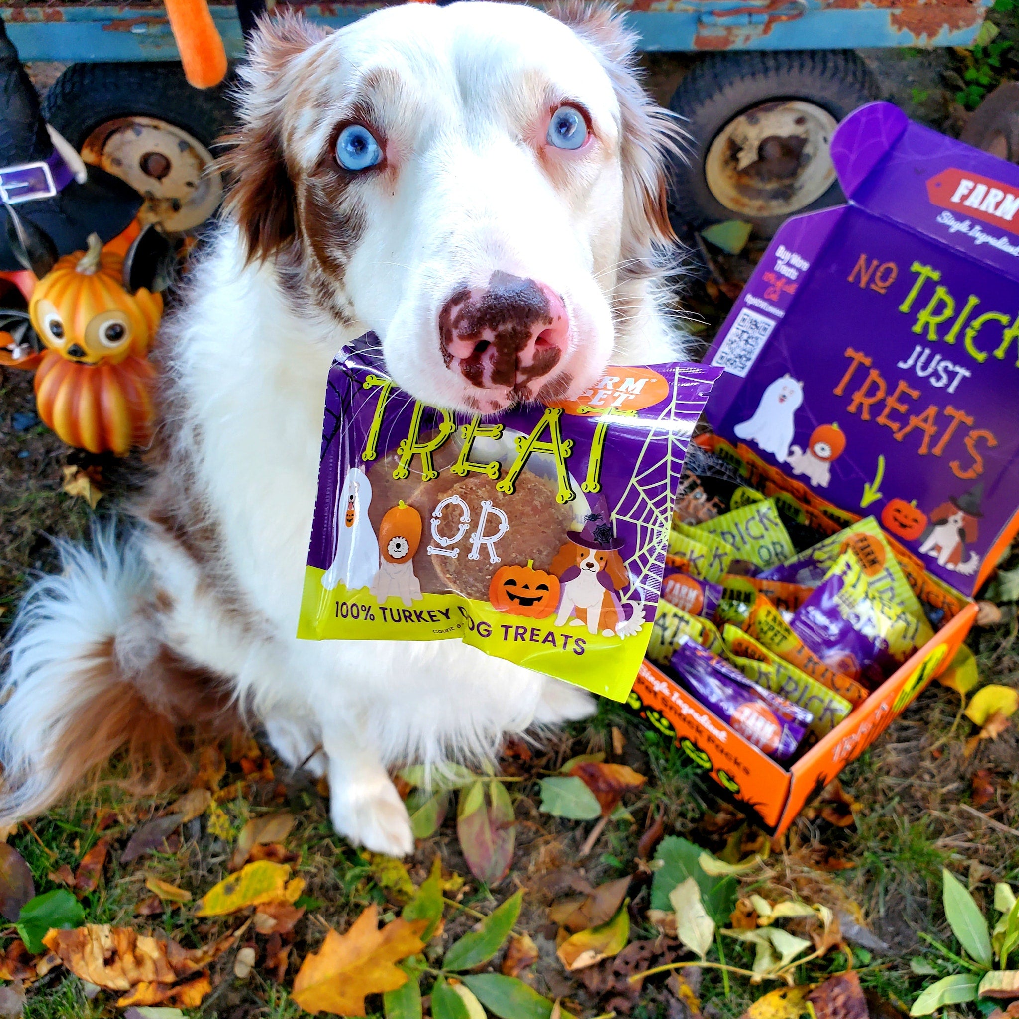 A dog sitting with a Farm to Pet Halloween Treat Box and decorations, including pumpkins and a truck in the background.