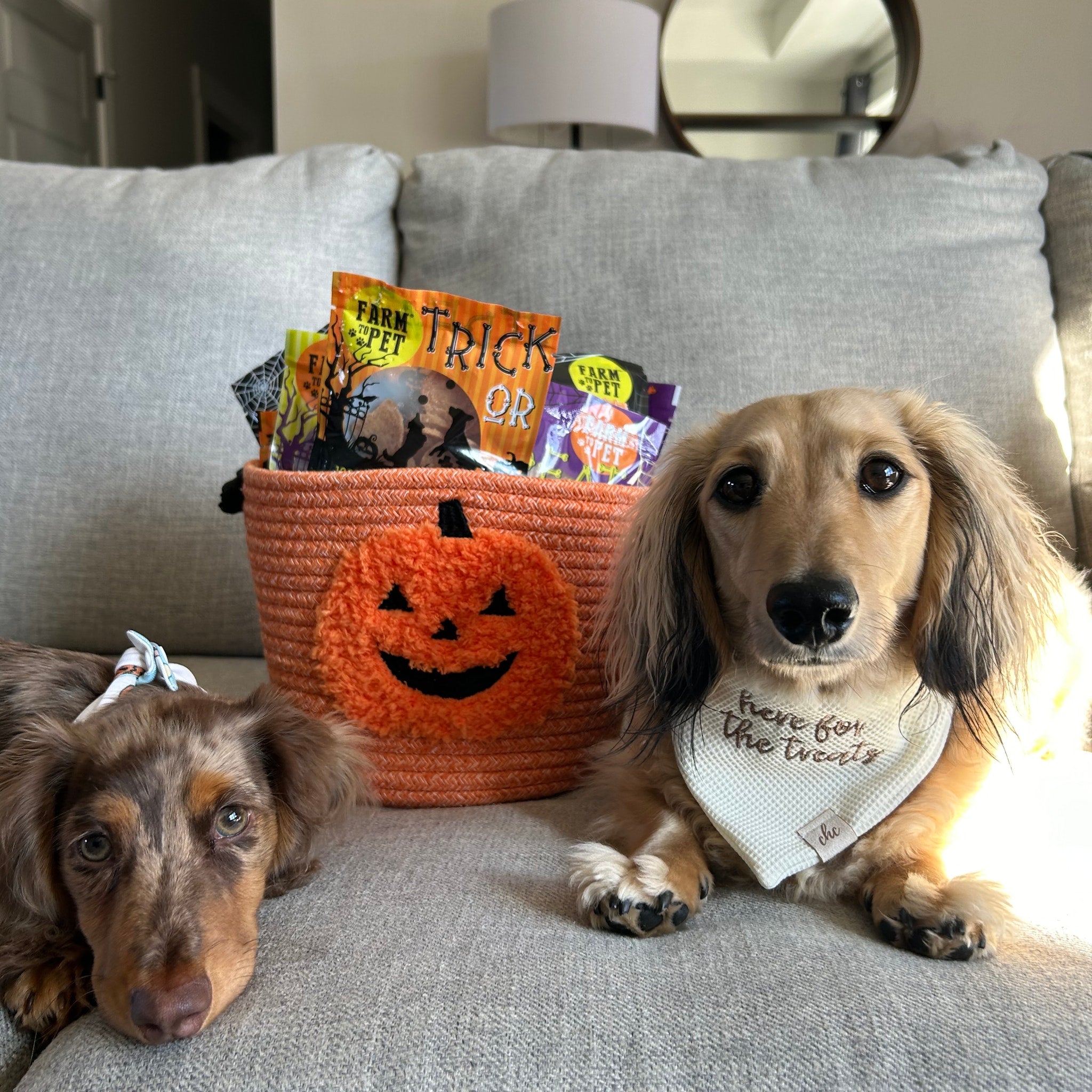 Two dogs sitting on a couch with a Halloween-themed orange basket of Farm to Pet treats.