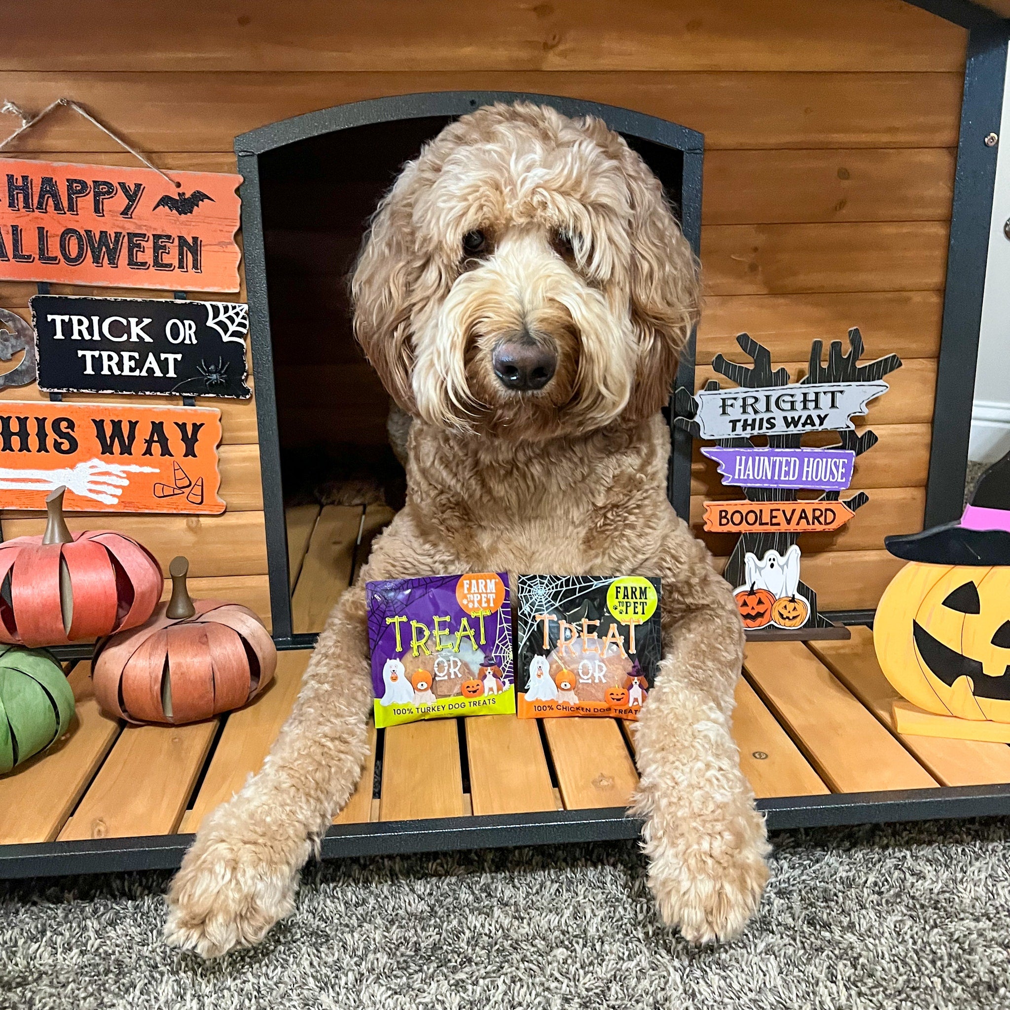 Dog sitting in a Halloween-themed dog house with pumpkins and signs and bags of Farm to Pet Halloween snack packs in front of him.