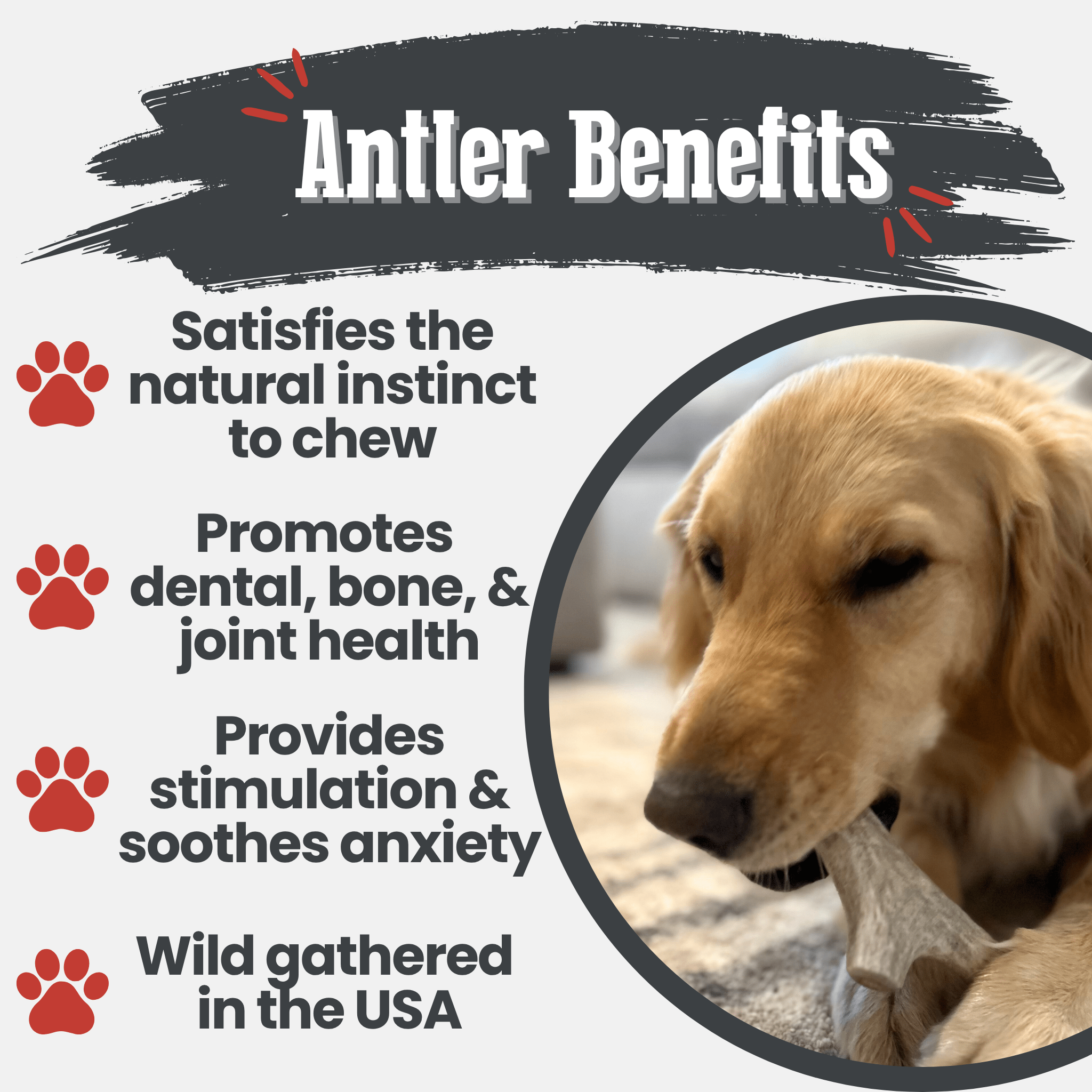 Dog chewing on a Farm to Pet antler with text about antler benefits on a white background.