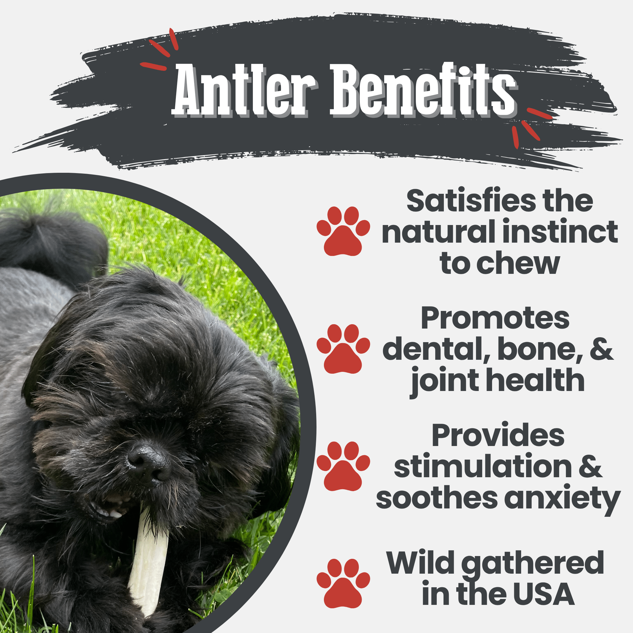A Black dog chewing on a Farm to Pet reindeer antler with text about antler benefits on a white background.