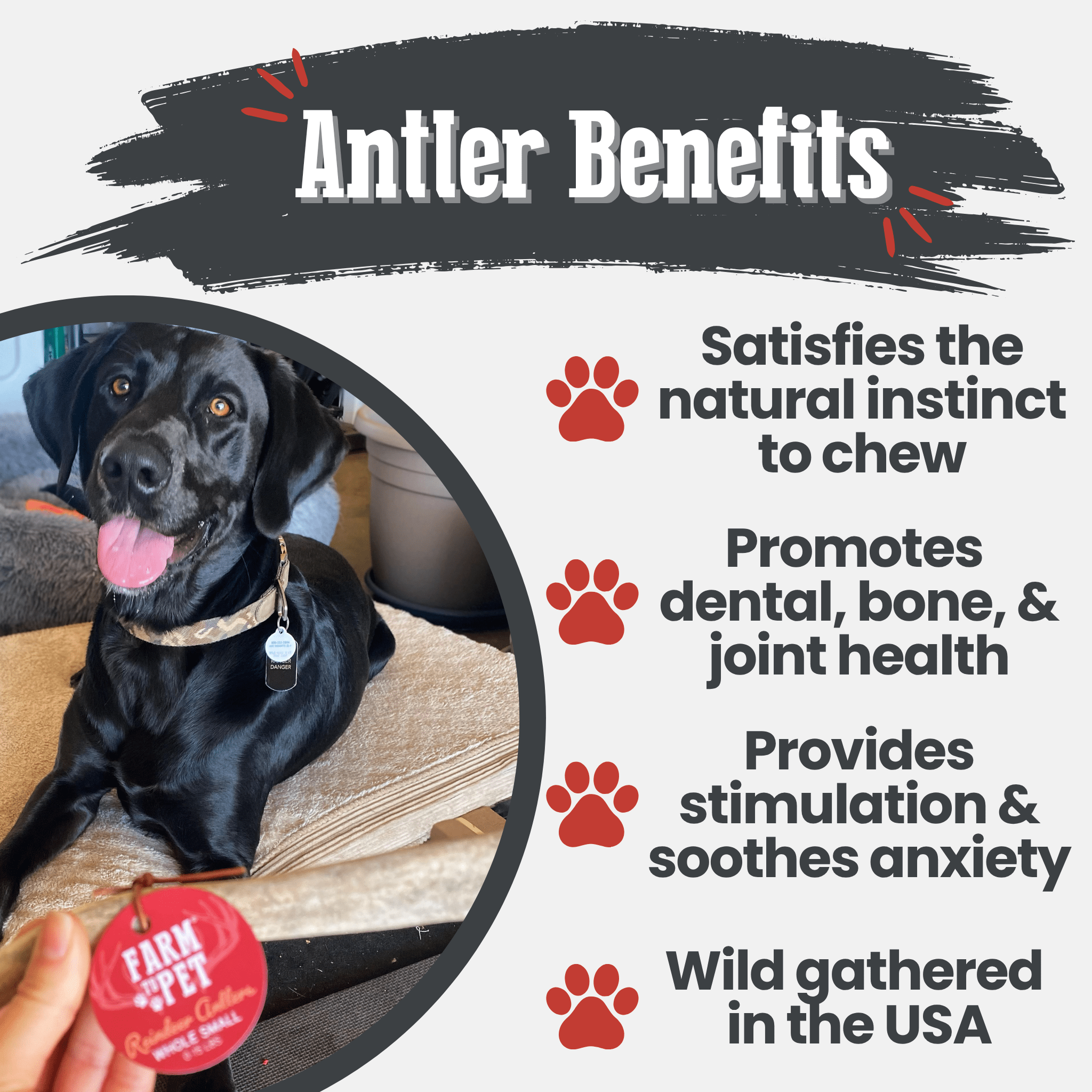 Dog with a Farm to Pet reindeer antler  red product label and text about antler benefits on a white background.