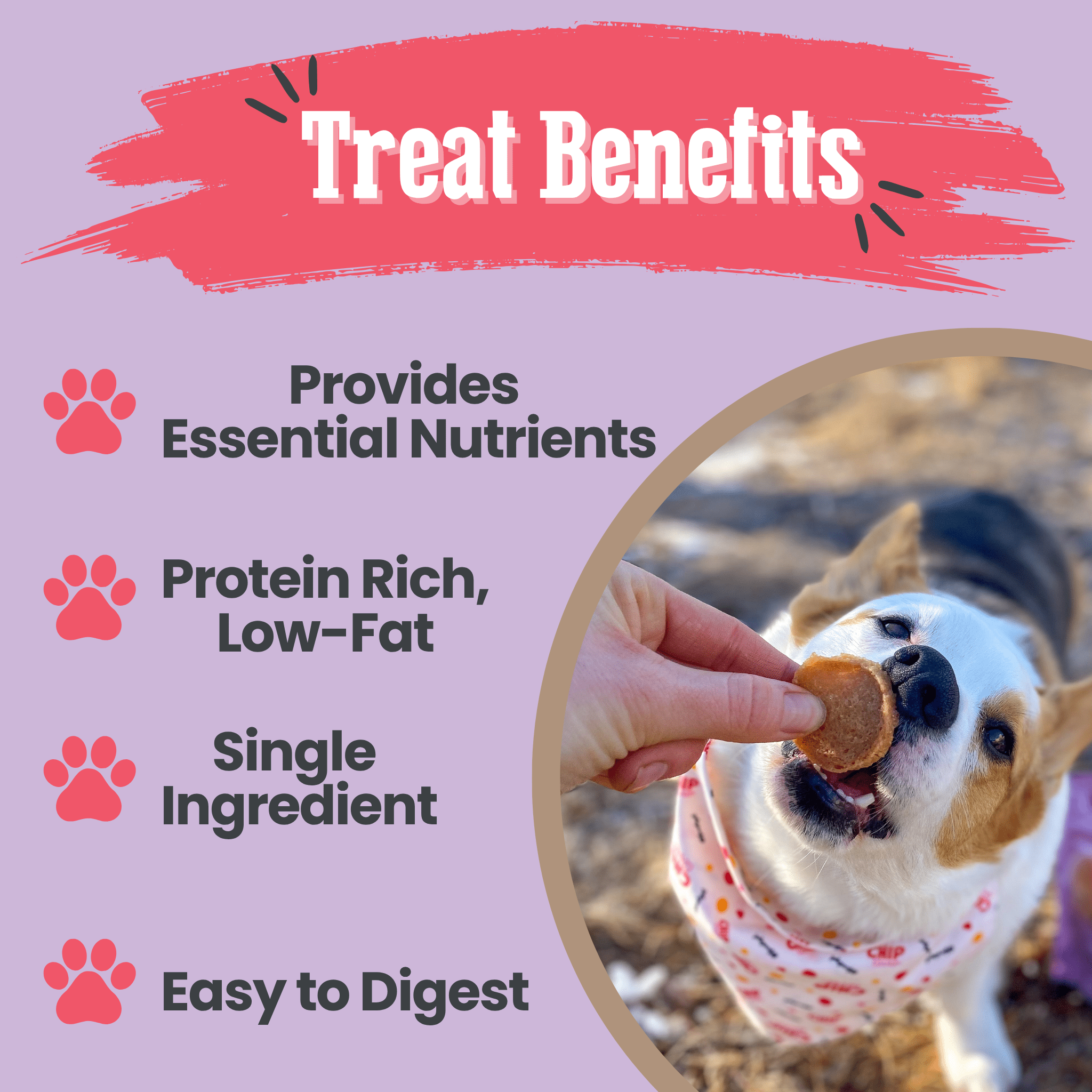 A dog receiving a Farm to Pet treat with text highlighting benefits on a purple background.