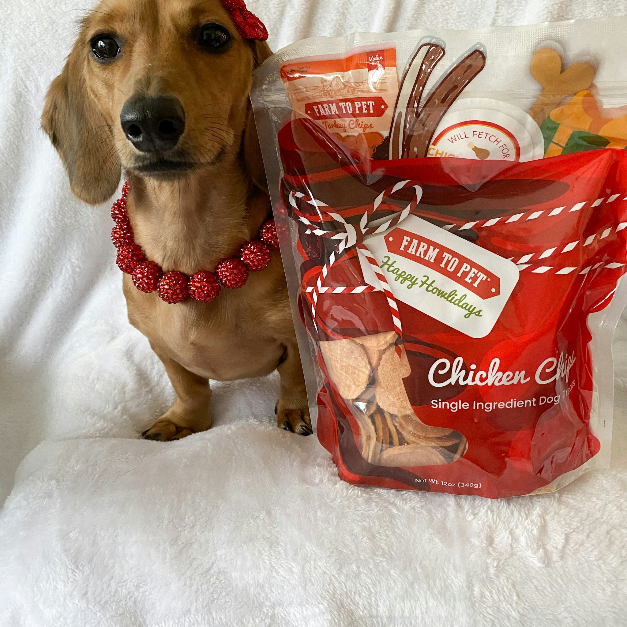 A brown small dog with a red bow and necklace is standing on a white blanket.  A large bag of Farm to Holiday Chicken Chips next to it.