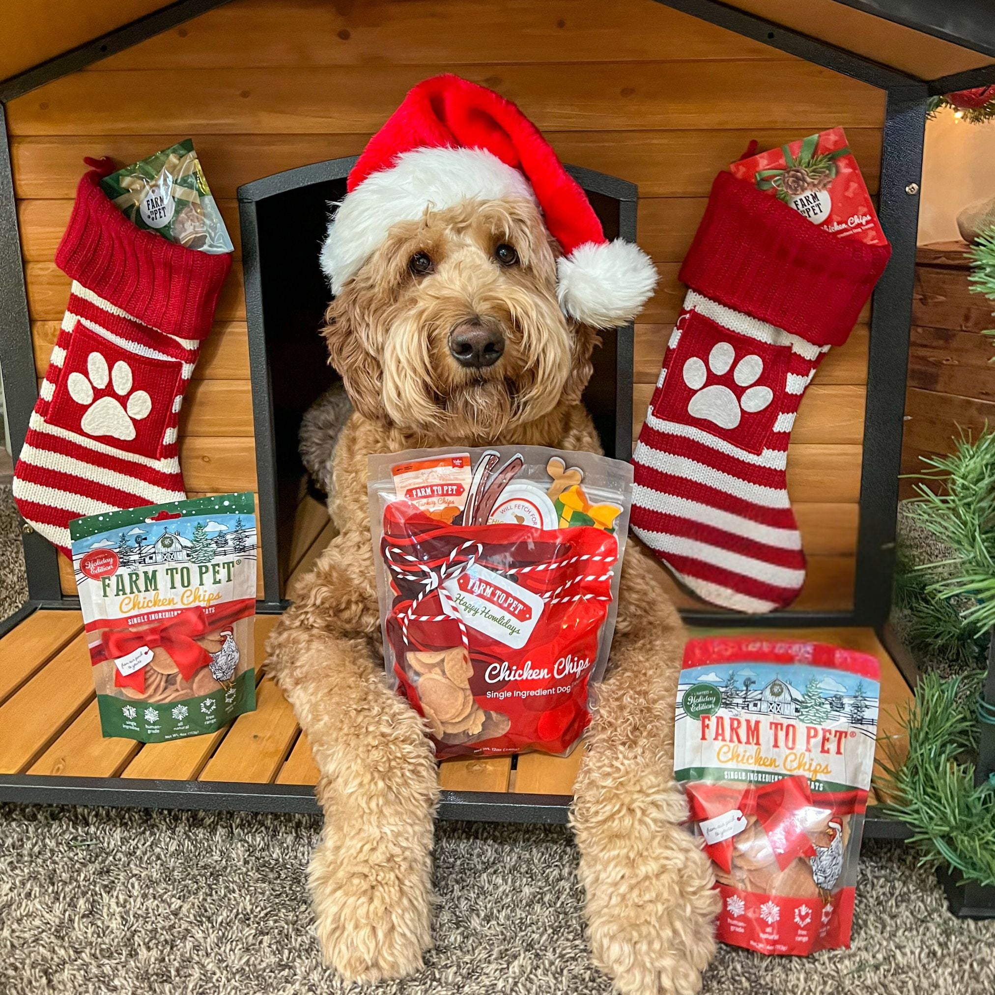A brown doodle wearing a Santa hat  laying inside a dog house decorated with red paw print Christmas stockings filled with snack packs.   In front are three bags of Farm to Pet Holiday Chicken Chips Bags. 