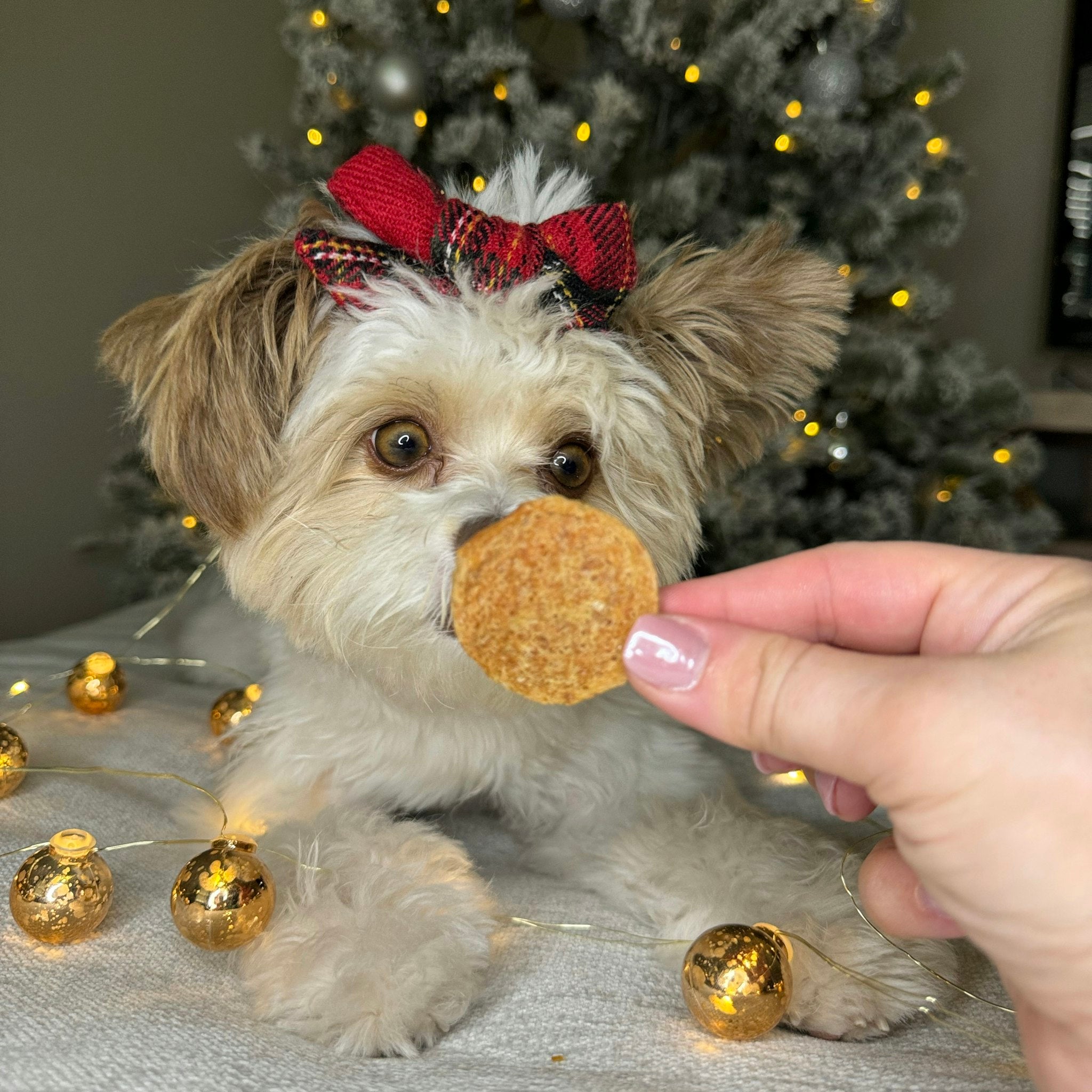 A Christmas setting of a tree and gold lights around a puppy with a red bow staring at a Farm to Pet chicken chip held by a hand.
