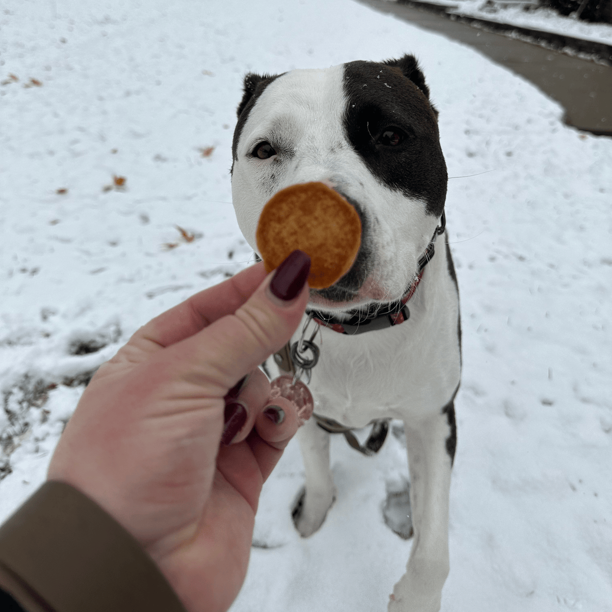 Black and white dog in the snow with a Farm to Pet Turkey Chip, a healthy holiday dog treat