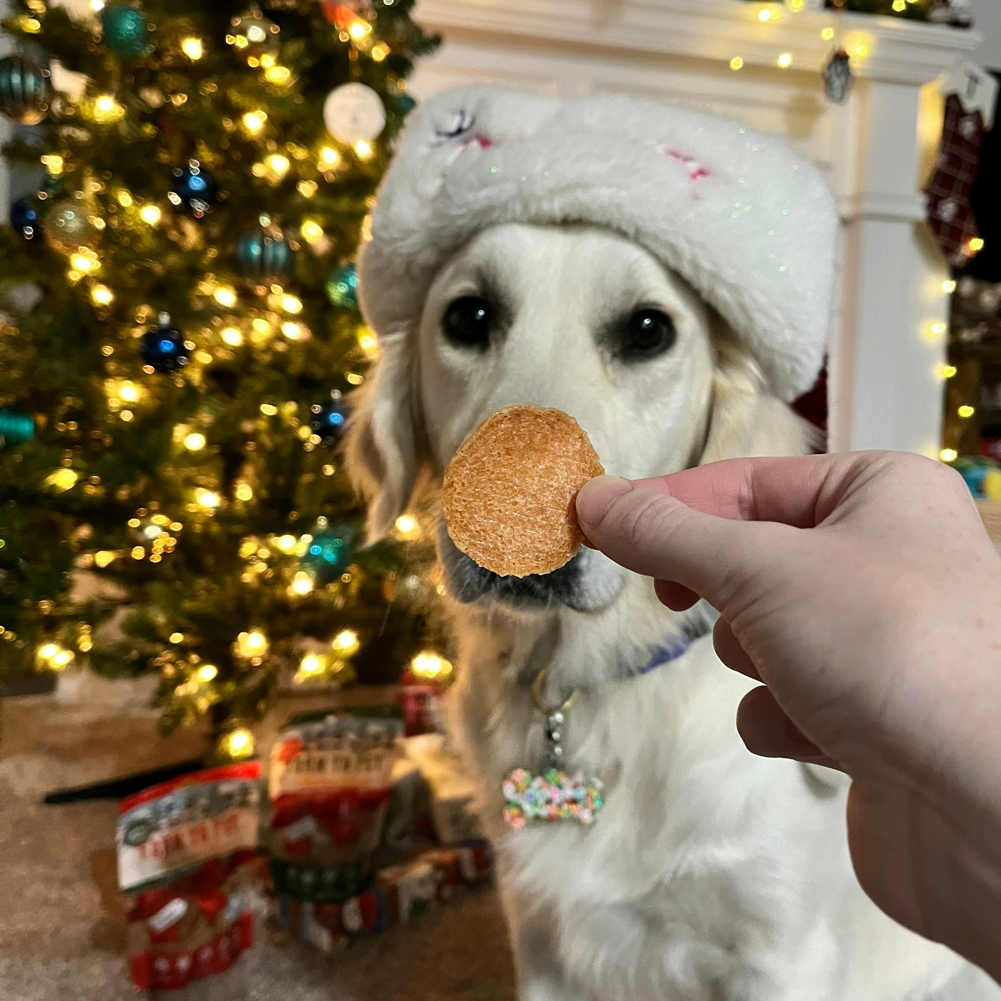 A white dog sitting for a Farm to Pet Holiday Treat Chip being held by a hand next to a Christmas tree.