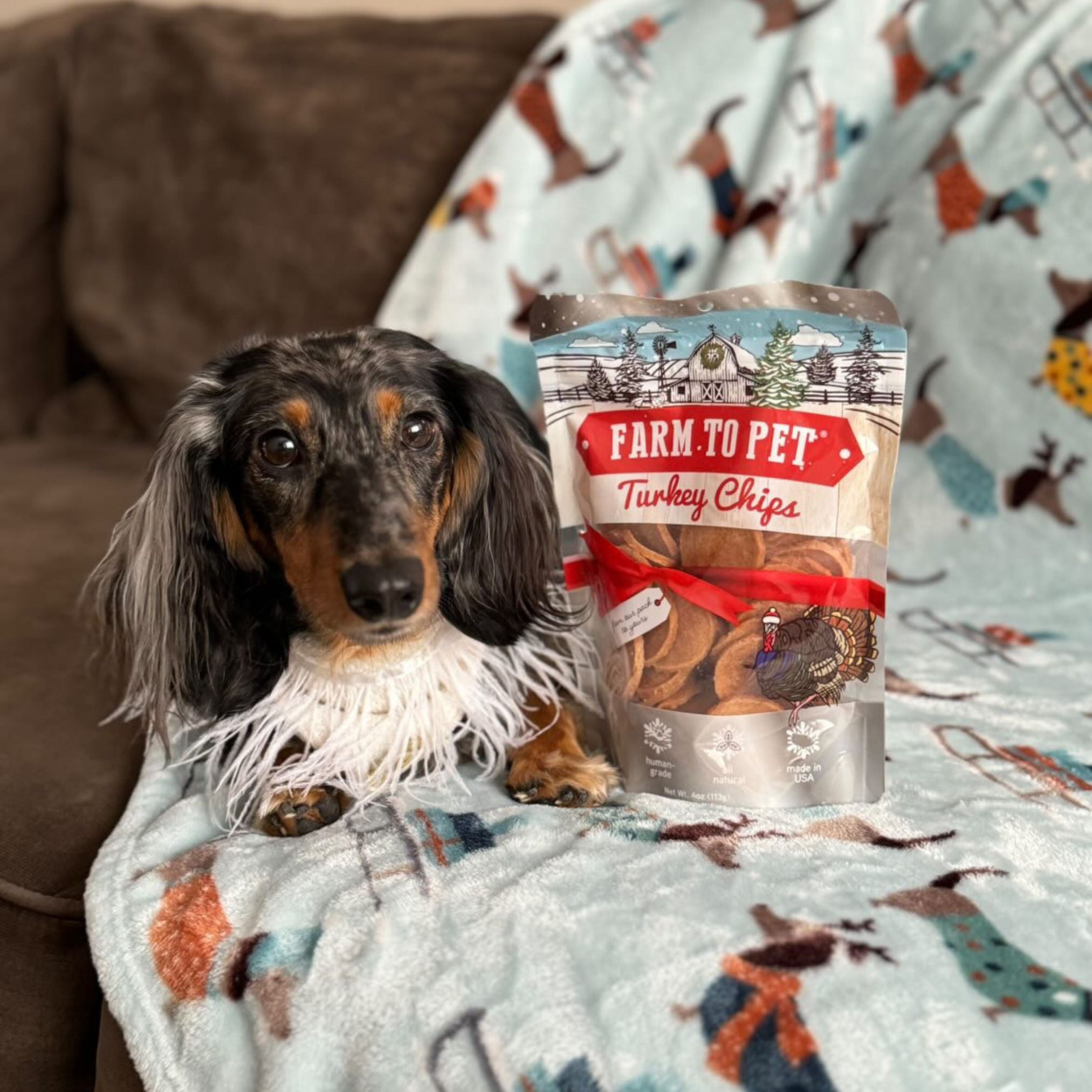 A small dog on a couch laying on a doggy blanket next to a bag of Farm to Pet Holiday Turkey Chips.