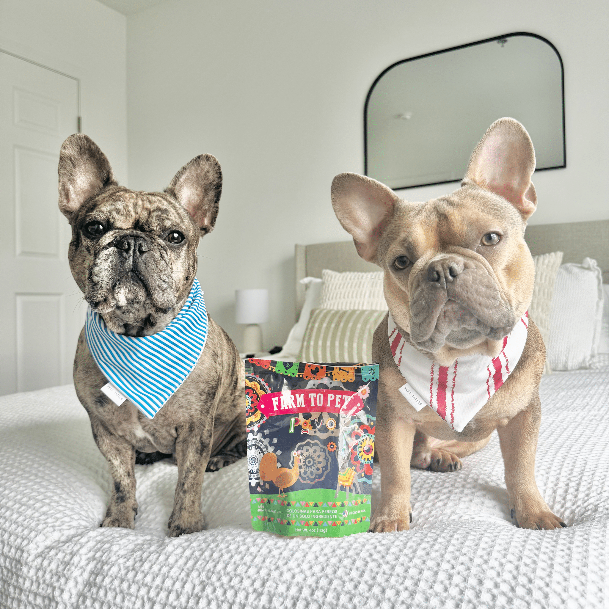 Two French bulldogs wearing bandana's sitting on a bed with a colorful bag of Farm to Pet Chicken Treats between them.