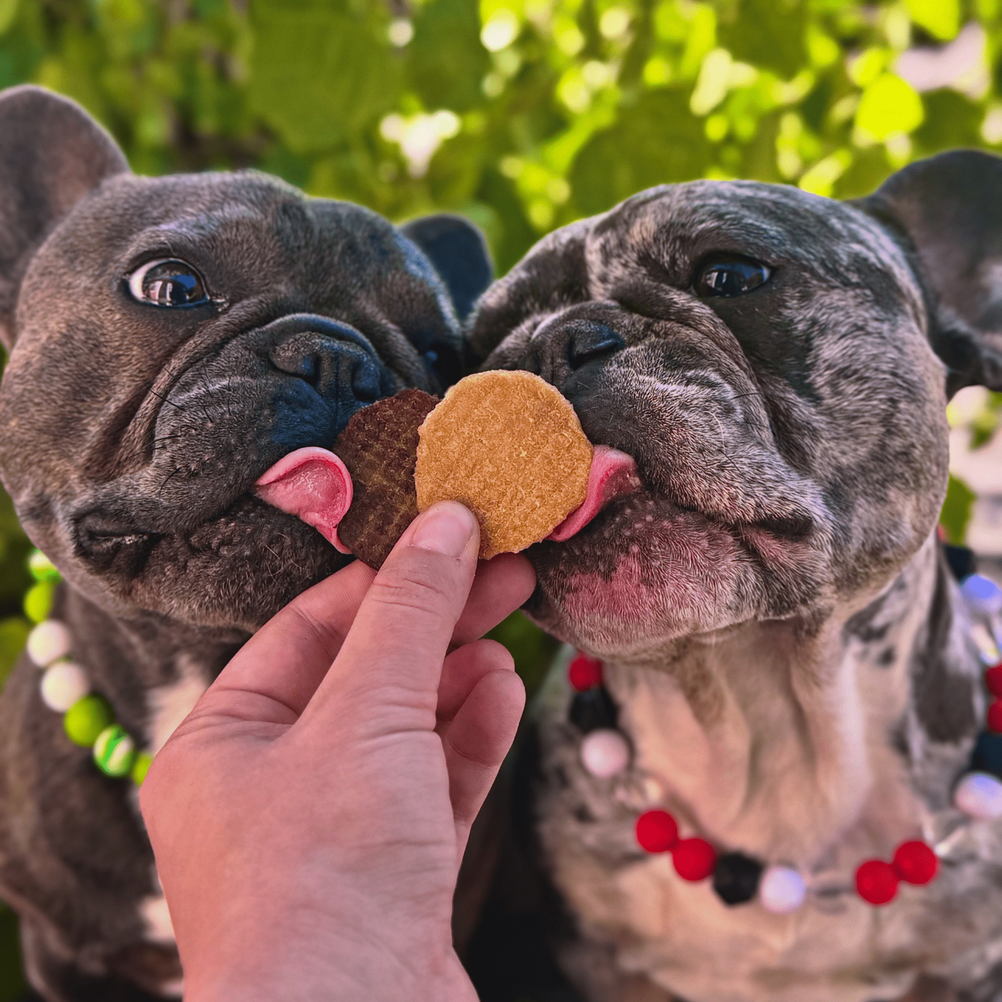 Two French Bulldogs licking a Farm to Pet Chicken Chip treat held by a person against a green outdoor background.