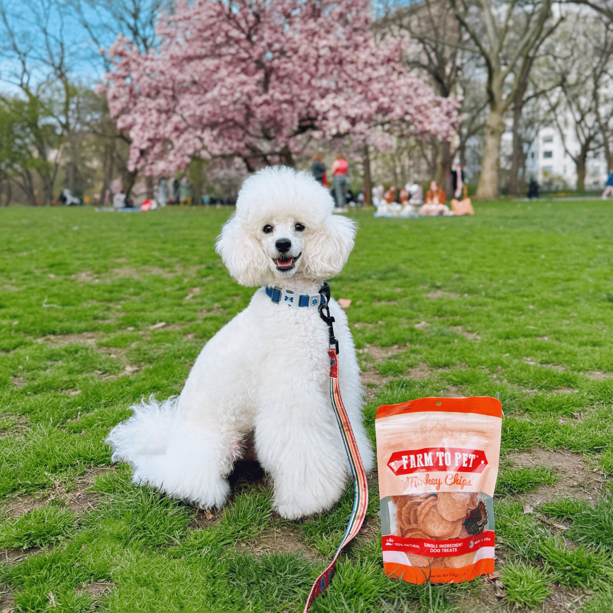 A white poodle sitting on grass with a Farm to Pet Turkey Chips bag in a park setting.