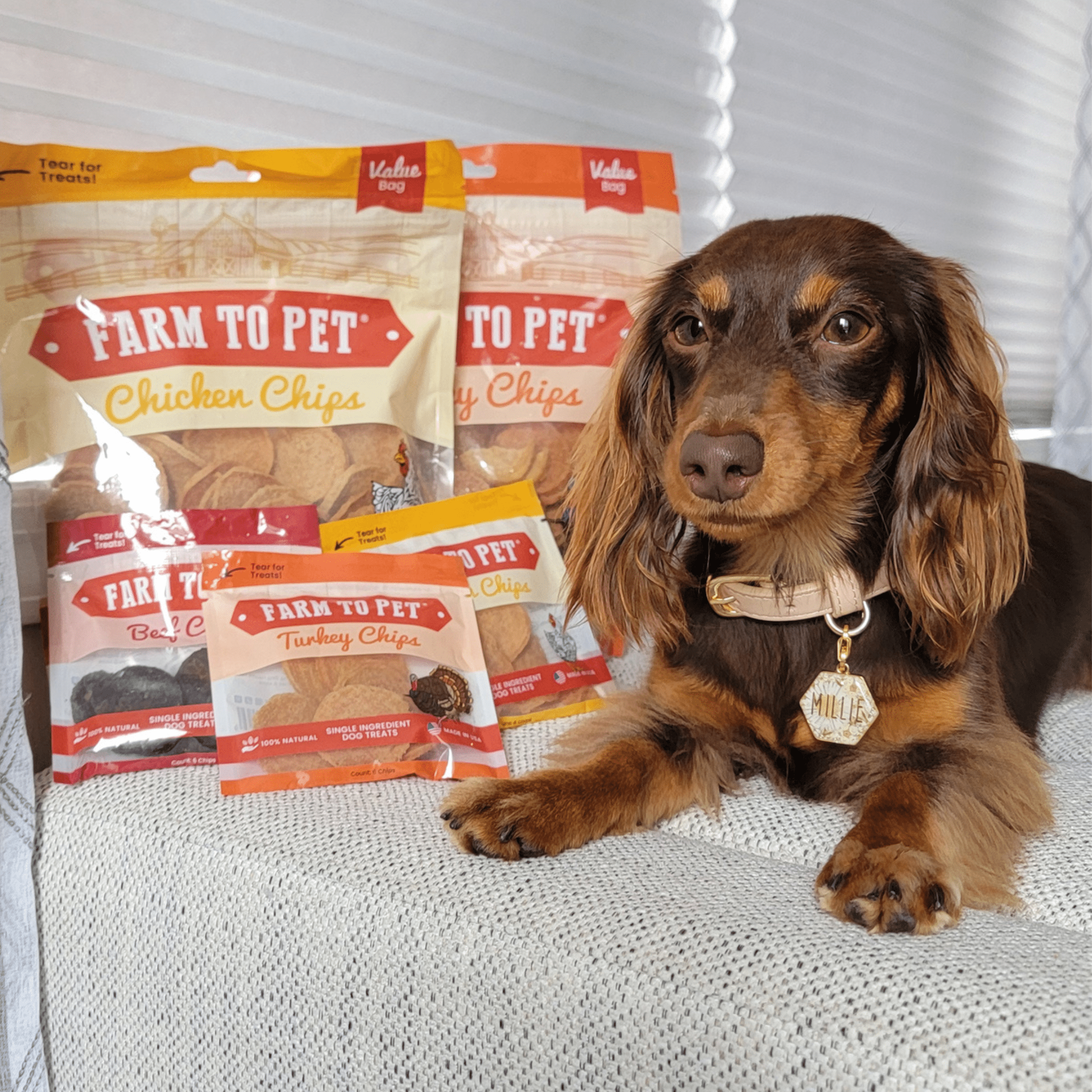 A brown dog sitting next to packages of Farm to Pet Value Bags and Snack Packs  on a white couch.