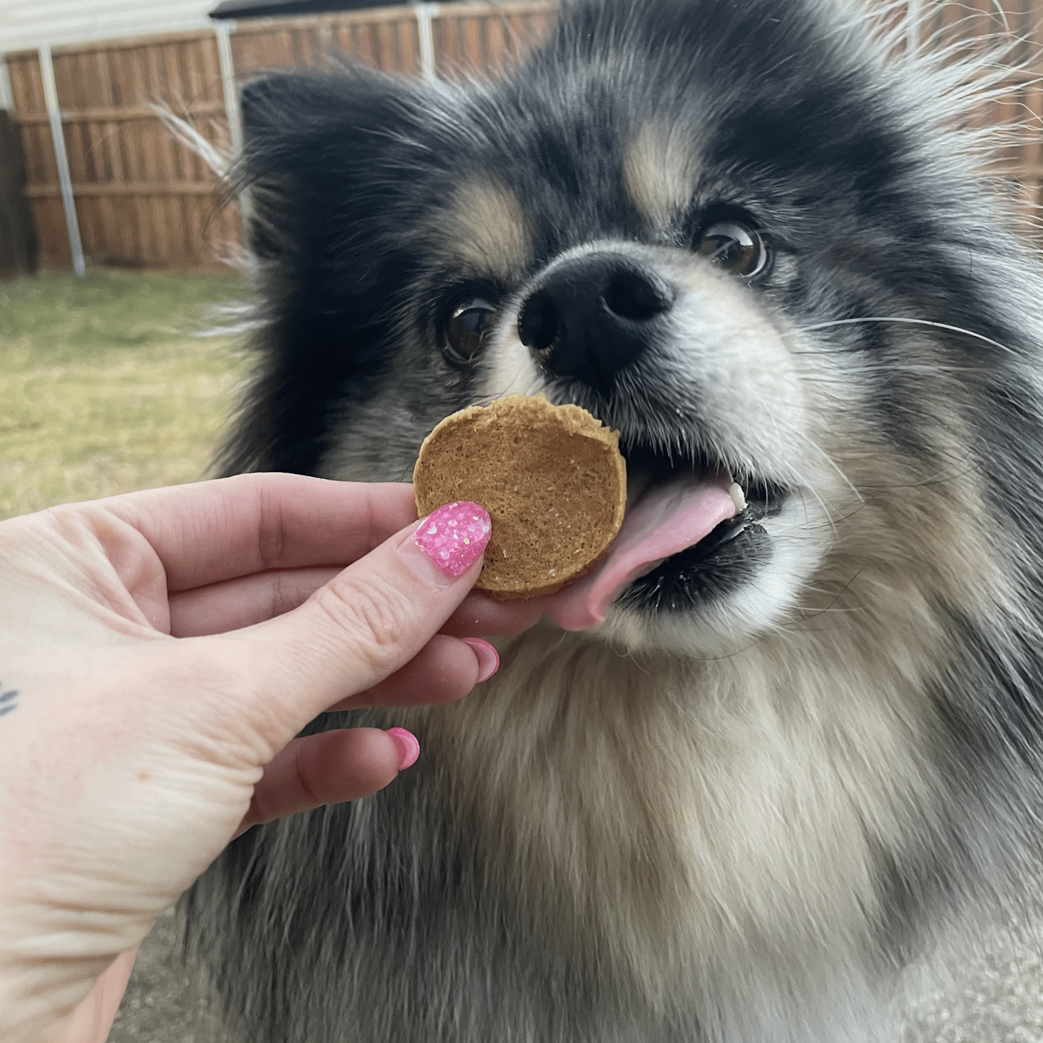 A dog licking a Farm to Pet Fish Chip held by a person outdoors.