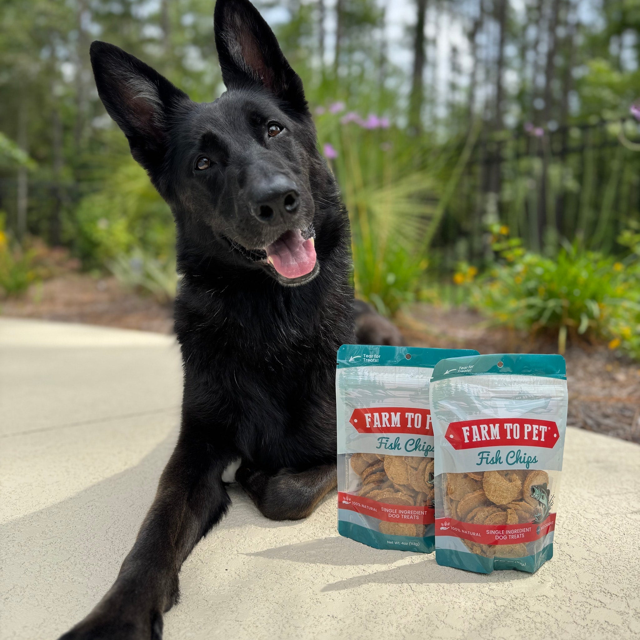 A  happy black dog sitting next to two packages of Farm to Pet fish chips outdoors.