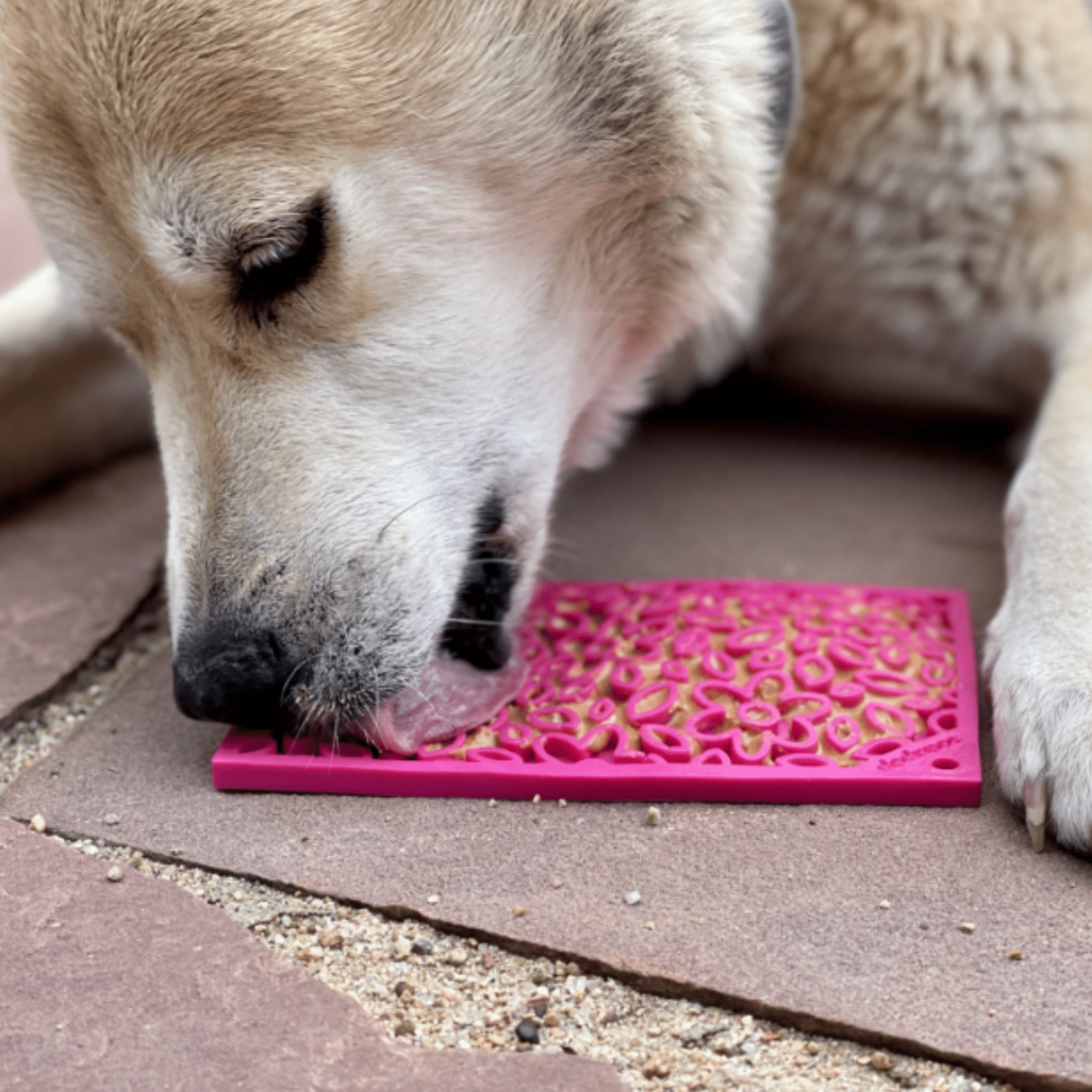 A Dog interacting with a Farm to Pet  pink lick mat on a pavement.