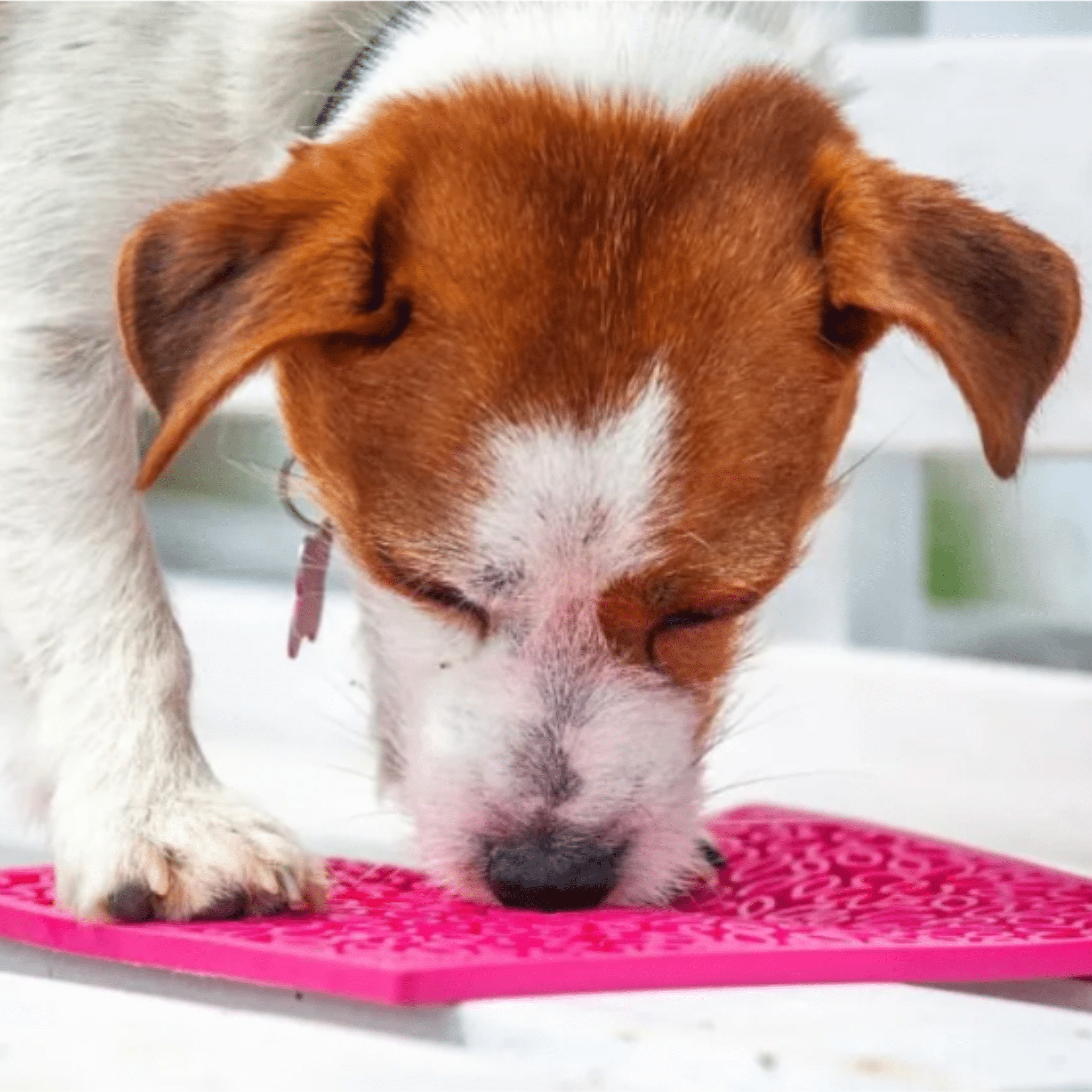 A small Dog licking a Farm to Pet a pink lick mat with a white background.
