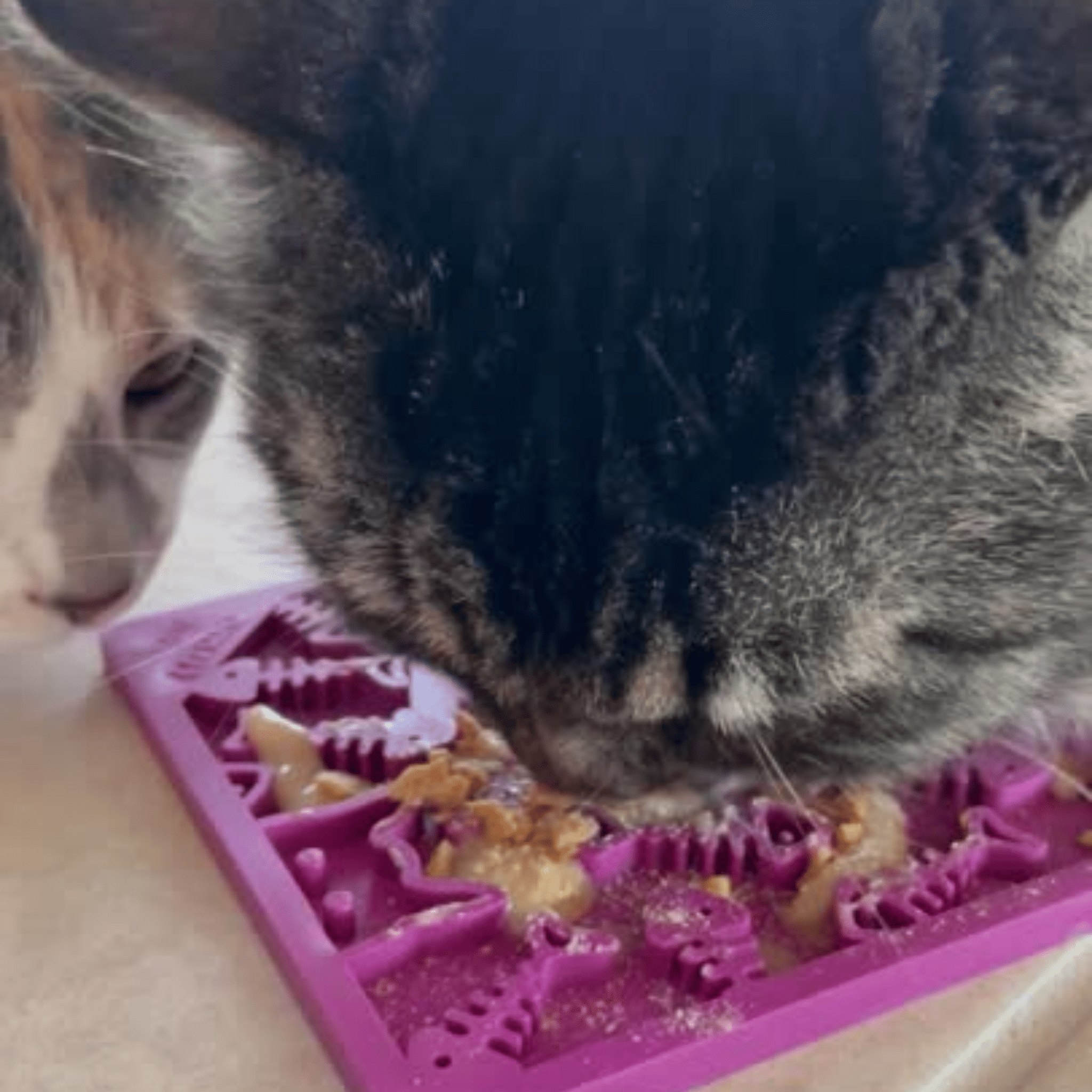 A closeup of a cat licking a Farm to Pet Lick mat from a maroon fishbone textured mat.
