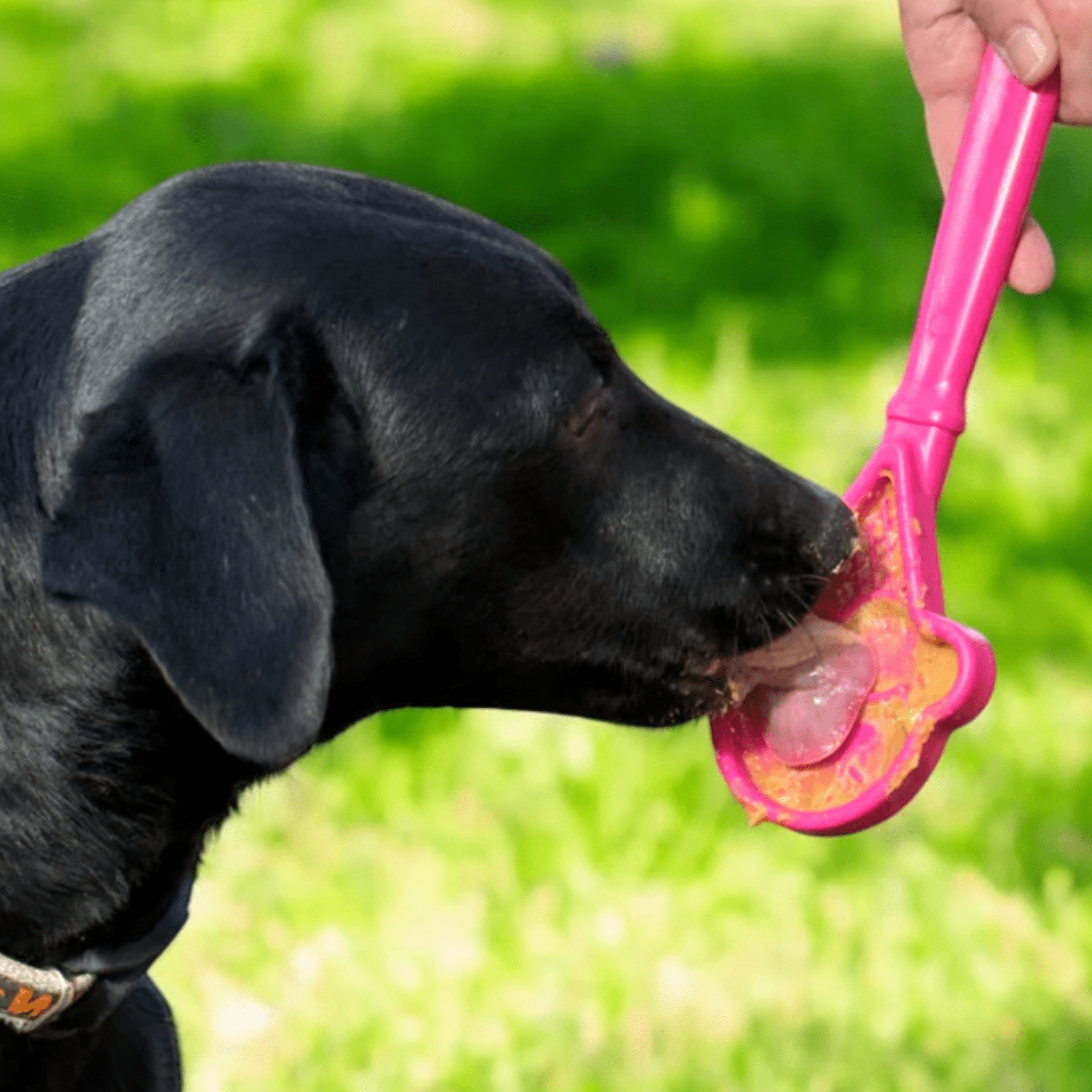 Black dog licking a Farm to Pet Lick Stick pink ice cream cone a dog toy outdoors on grass.